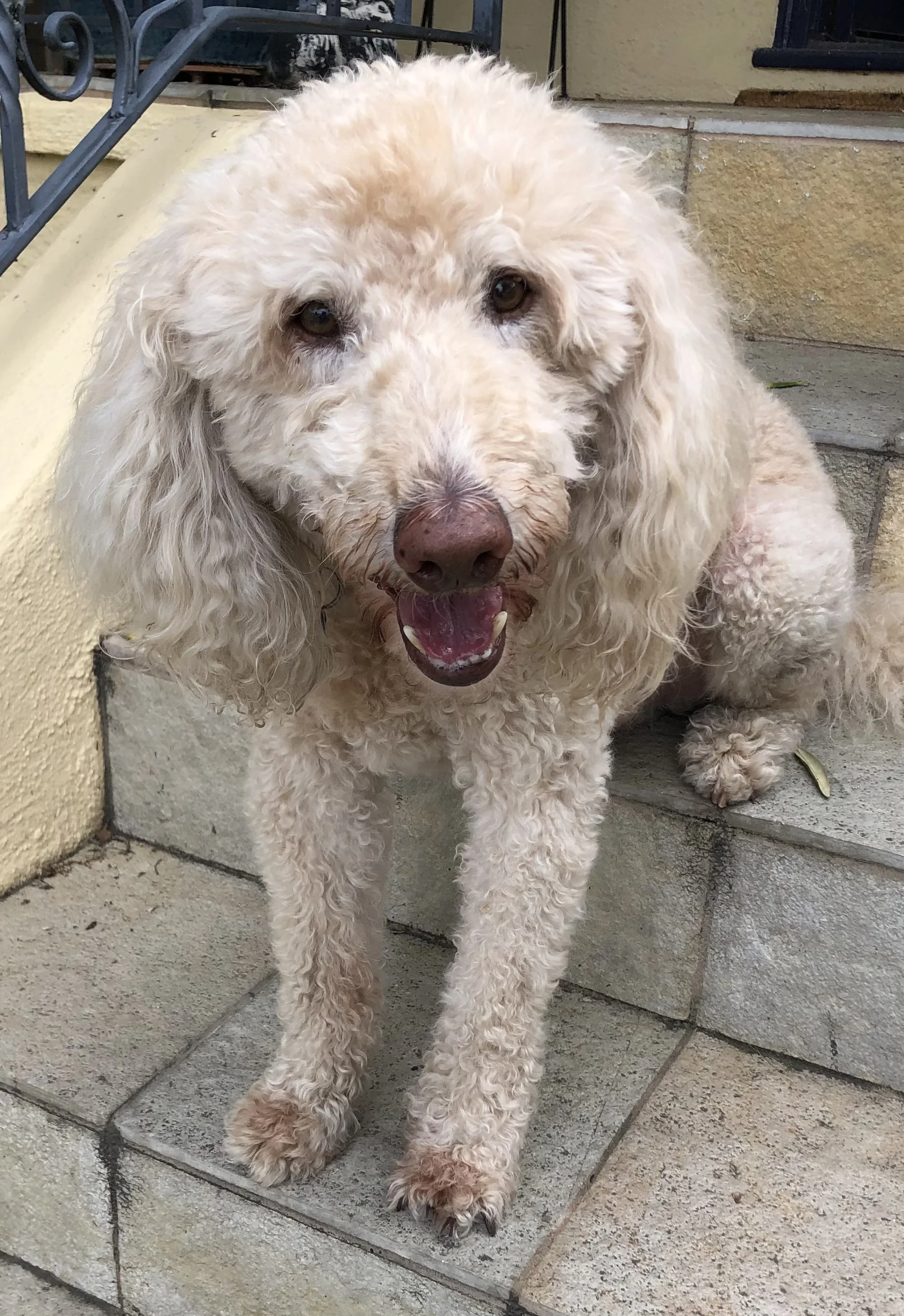 A light-colored curly-haired dog sitting on stone steps, looking at the camera with its mouth open and tongue slightly out  in Oakland, CA.