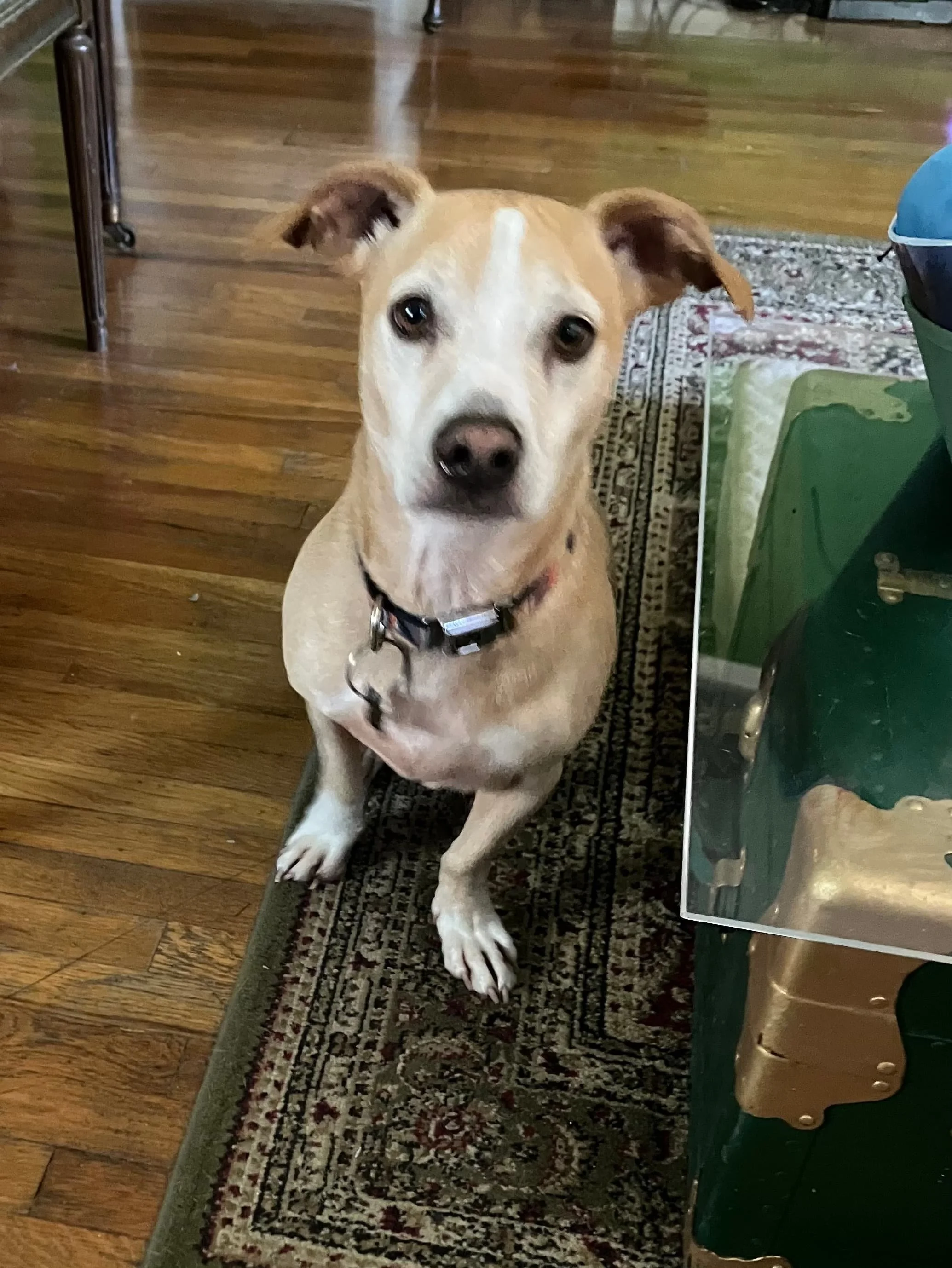 A tan and white dog sitting on a patterned rug on a wooden floor, looking at the camera with attentive eyes  in Oakland, CA.