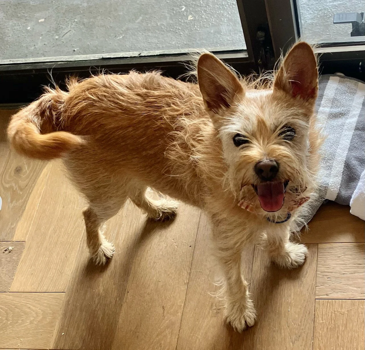 A small, scruffy, tan-colored dog standing on a light wooden floor with a happy expression, mouth open, near a glass door and a striped towel in Oakland, CA.
