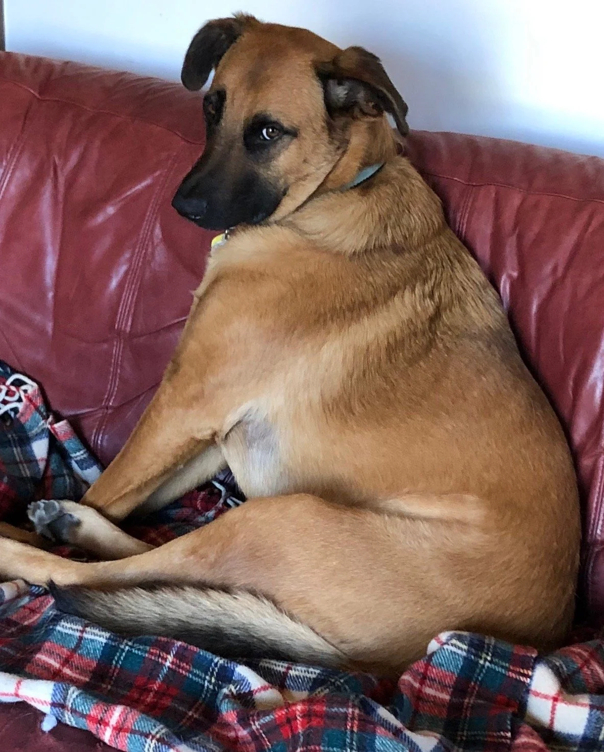 A brown dog with a black face sitting on a red leather couch, looking back over its shoulder in Oakland, CA.
