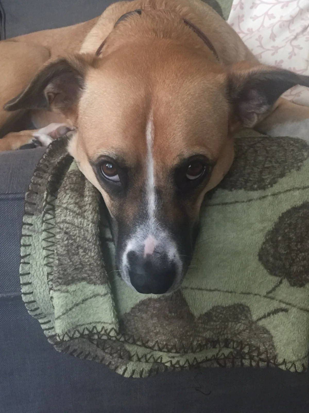 Gracie, a tan dog with a white blaze on her nose, rests her chin on a green patterned blanket on a couch, looking calmly at the camera.