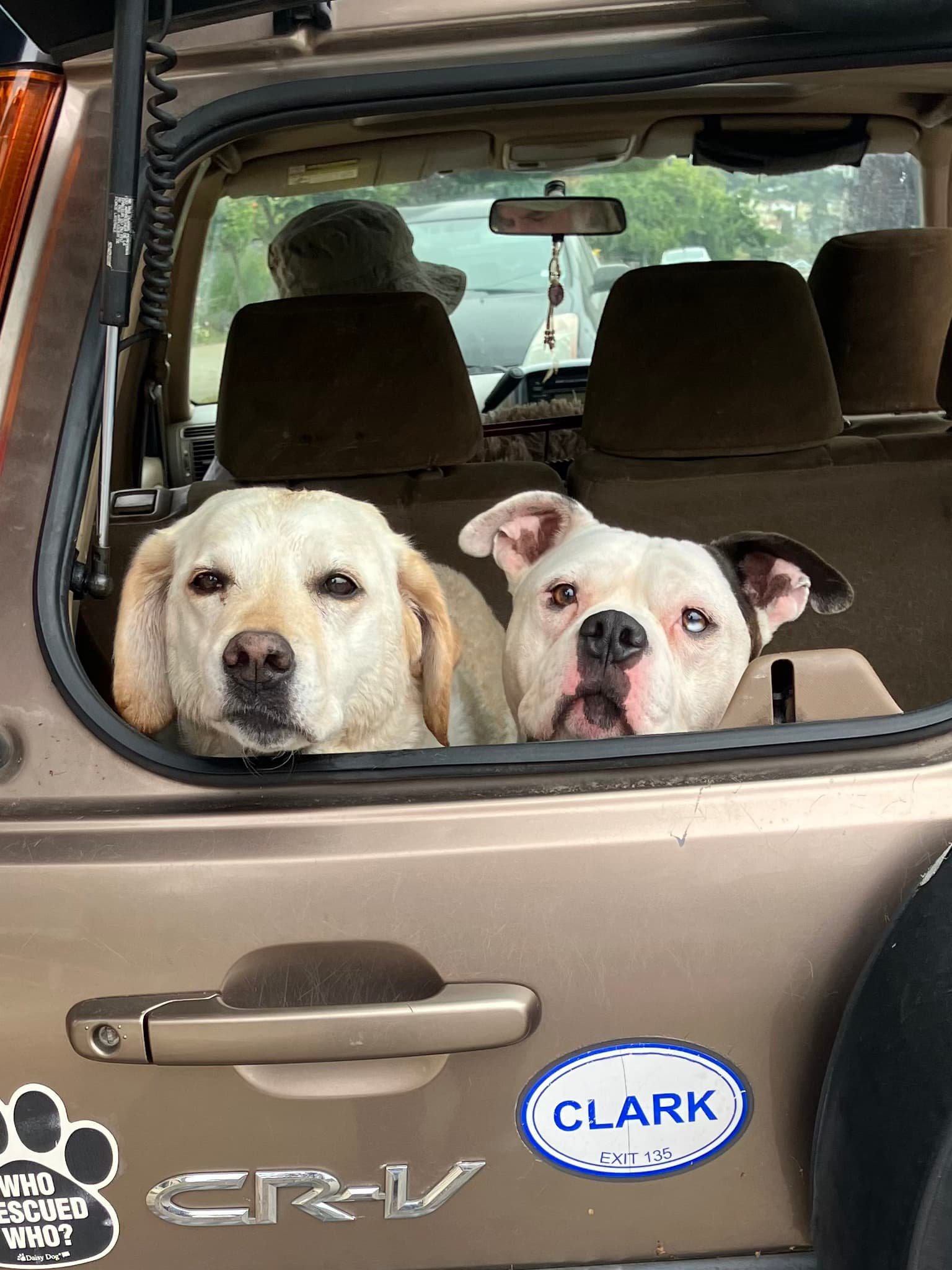 Two dogs sitting in the trunk of a car, looking out the back. The car is parked on a street, and another vehicle is visible in the background in Oakland, CA.