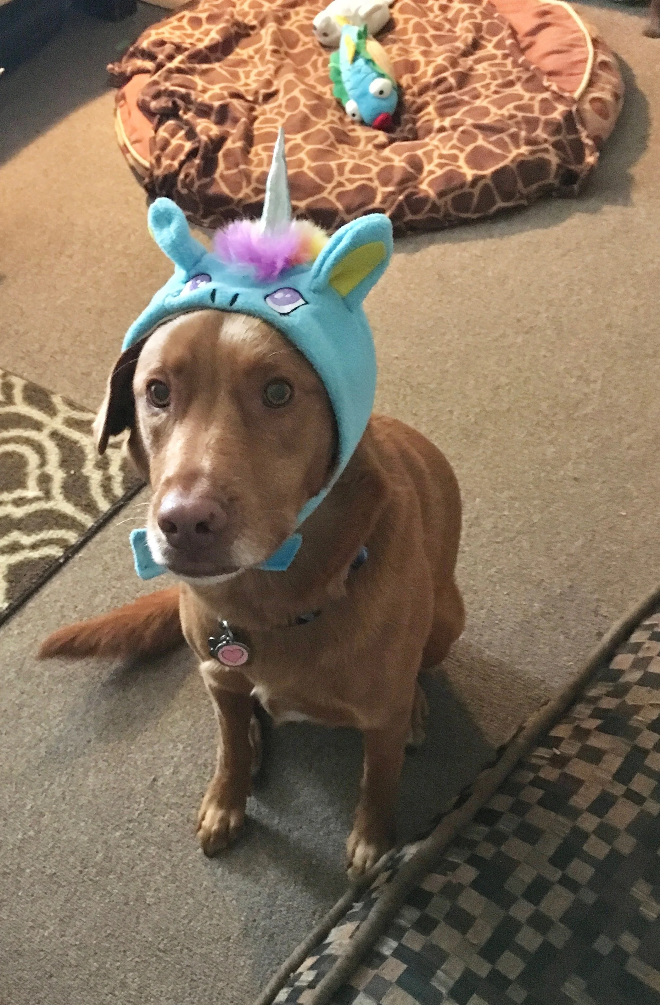 A brown dog wearing a blue unicorn costume hat, sitting indoors on a carpeted floor, with a giraffe-print blanket and plush toys in the background in Oakland, CA.