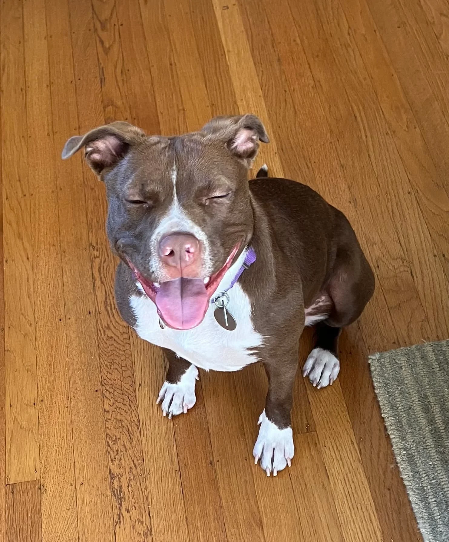 A happy brown and white dog with a pink nose and closed eyes, sitting on a hardwood floor with a small gray rug visible to the right in Oakland, CA.