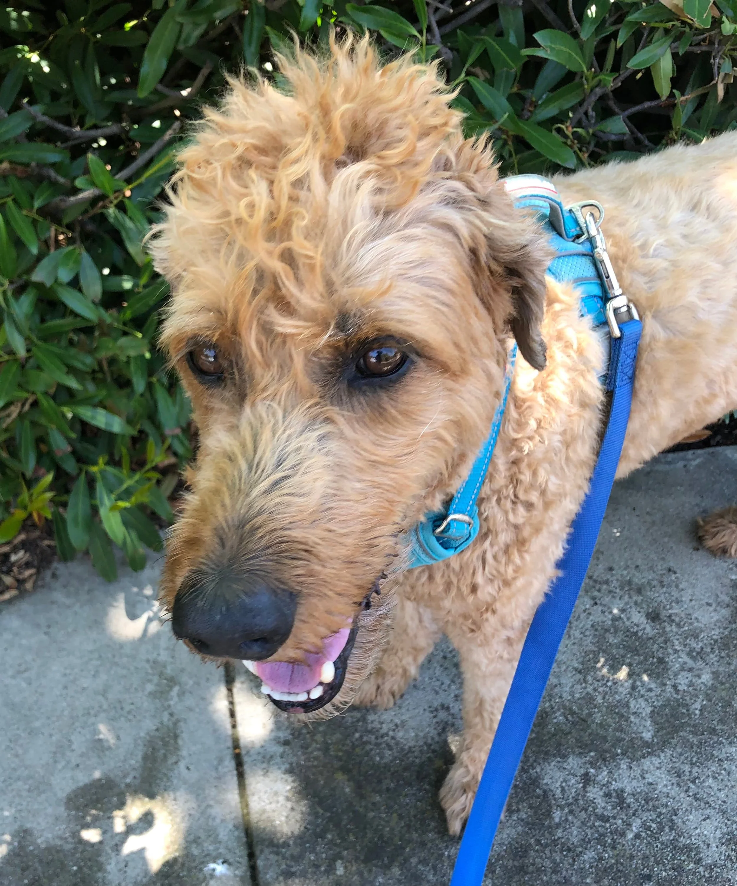 A happy golden doodle dog on a leash outdoors on a sidewalk with green bushes in the background in Oakland, CA.