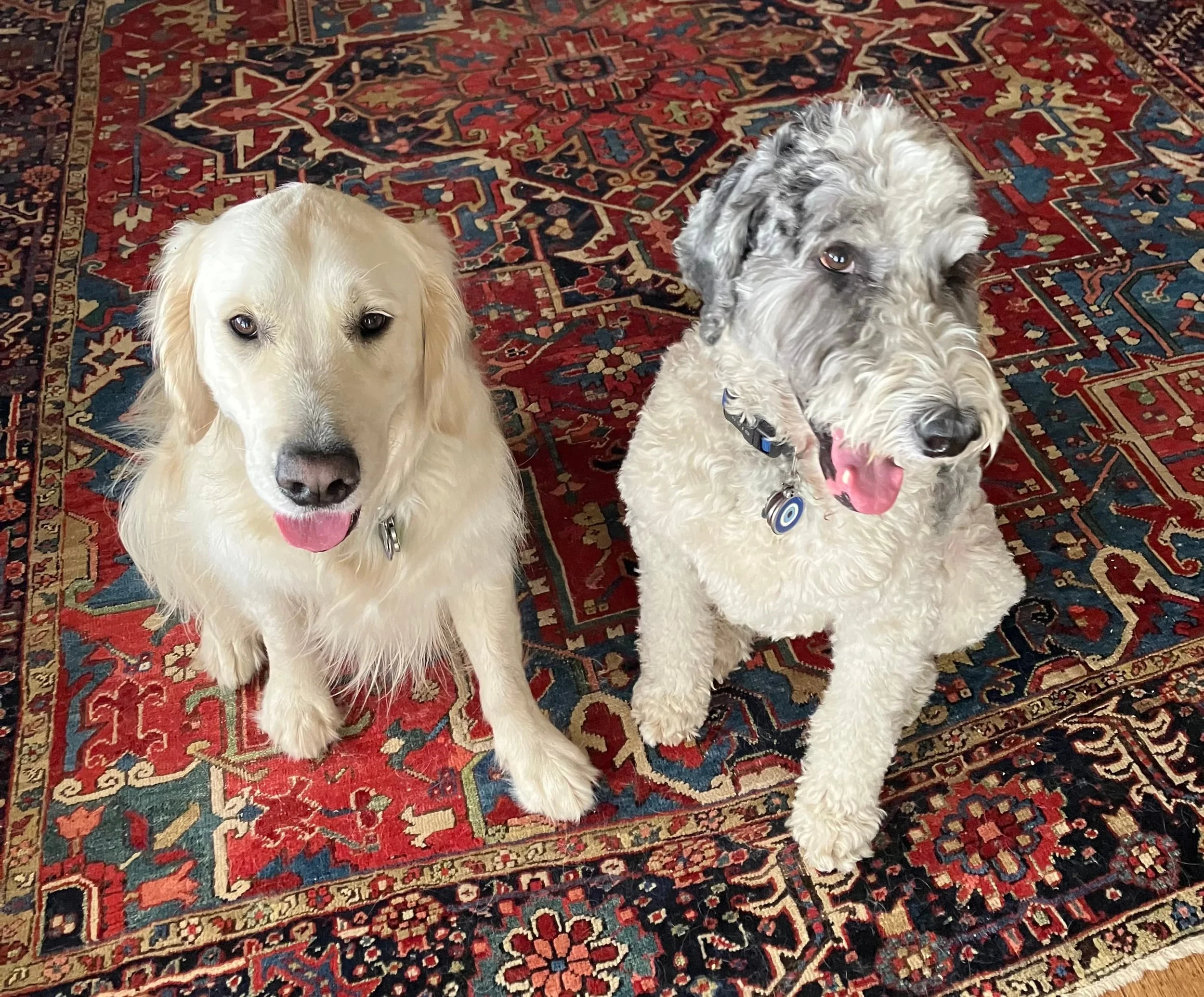 Two dogs sitting on a patterned red rug, one cream-colored with floppy ears and a black nose, and the other with curly fur and a black and gray face, both with their tongues out in Oakland, CA.