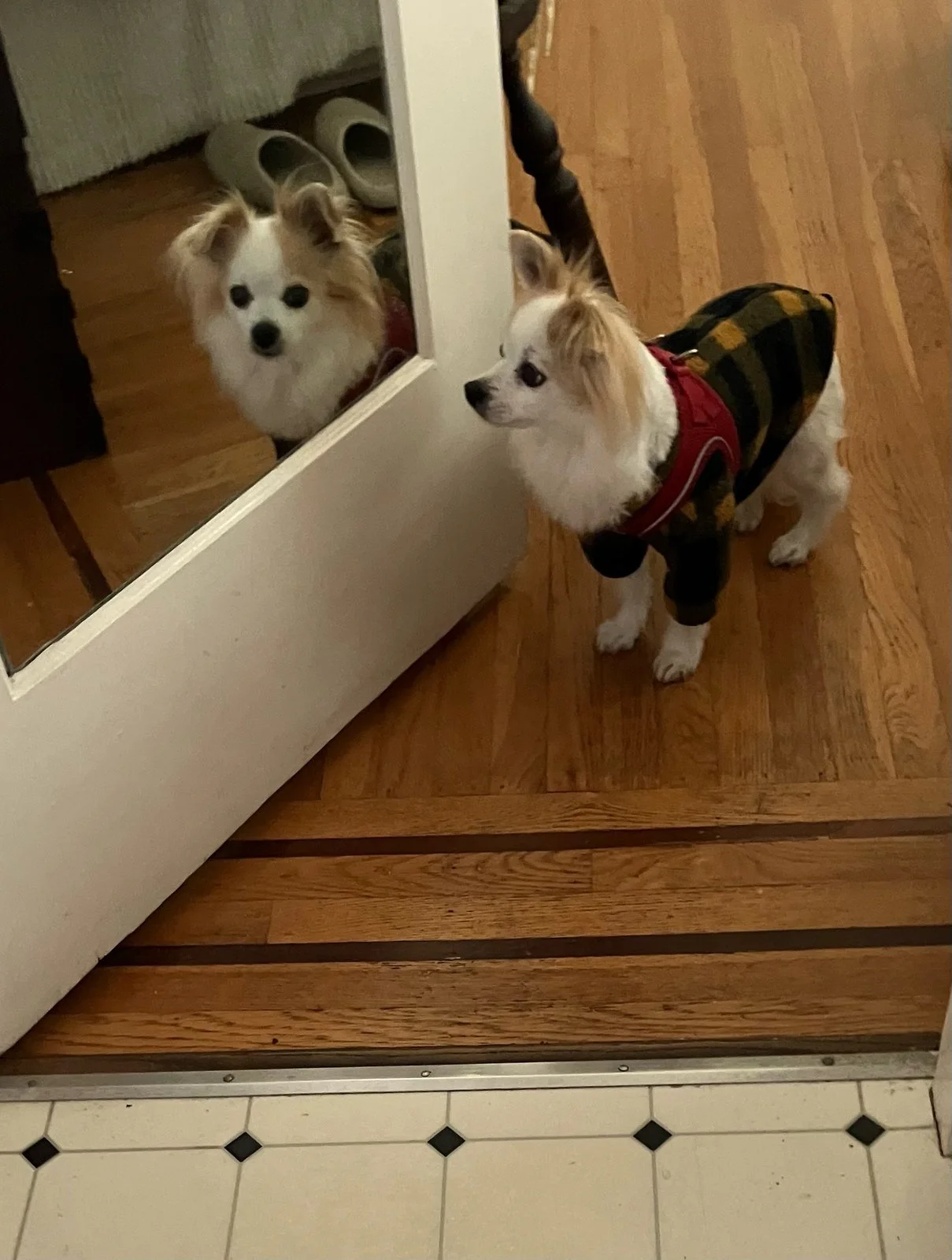 Potato, a small white and tan long-haired Chihuahua, stands on a wood floor wearing a plaid coat with a red harness, near a mirror reflecting the same dog.