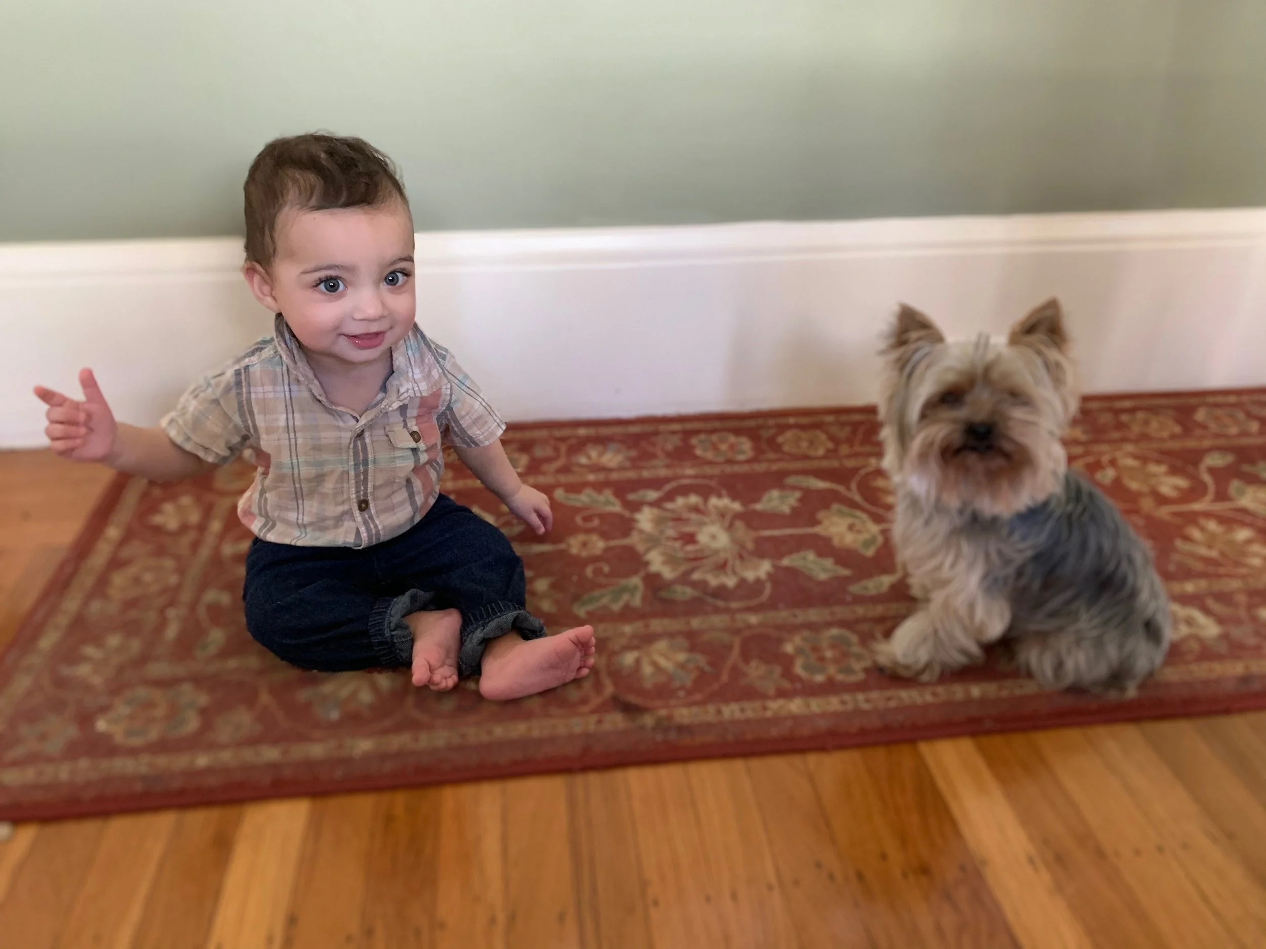 A toddler with short brown hair wearing a plaid shirt and dark jeans sitting on a patterned rug next to a small, fluffy dog  in Oakland, CA.