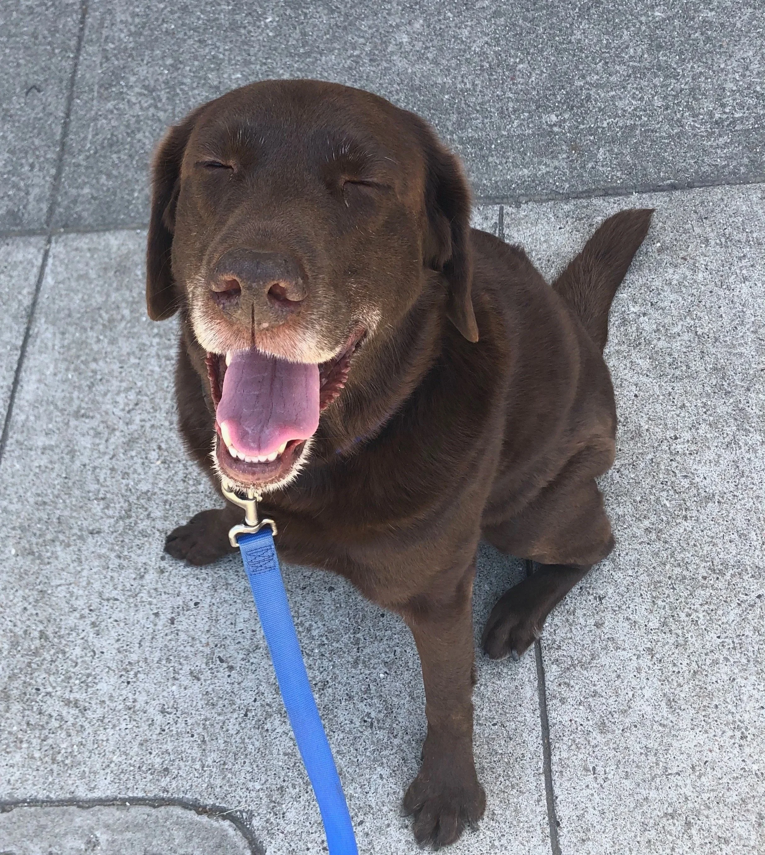A happy brown dog sitting on a gray tiled sidewalk with its tongue out and eyes closed, wearing a blue leash in Oakland, CA.
