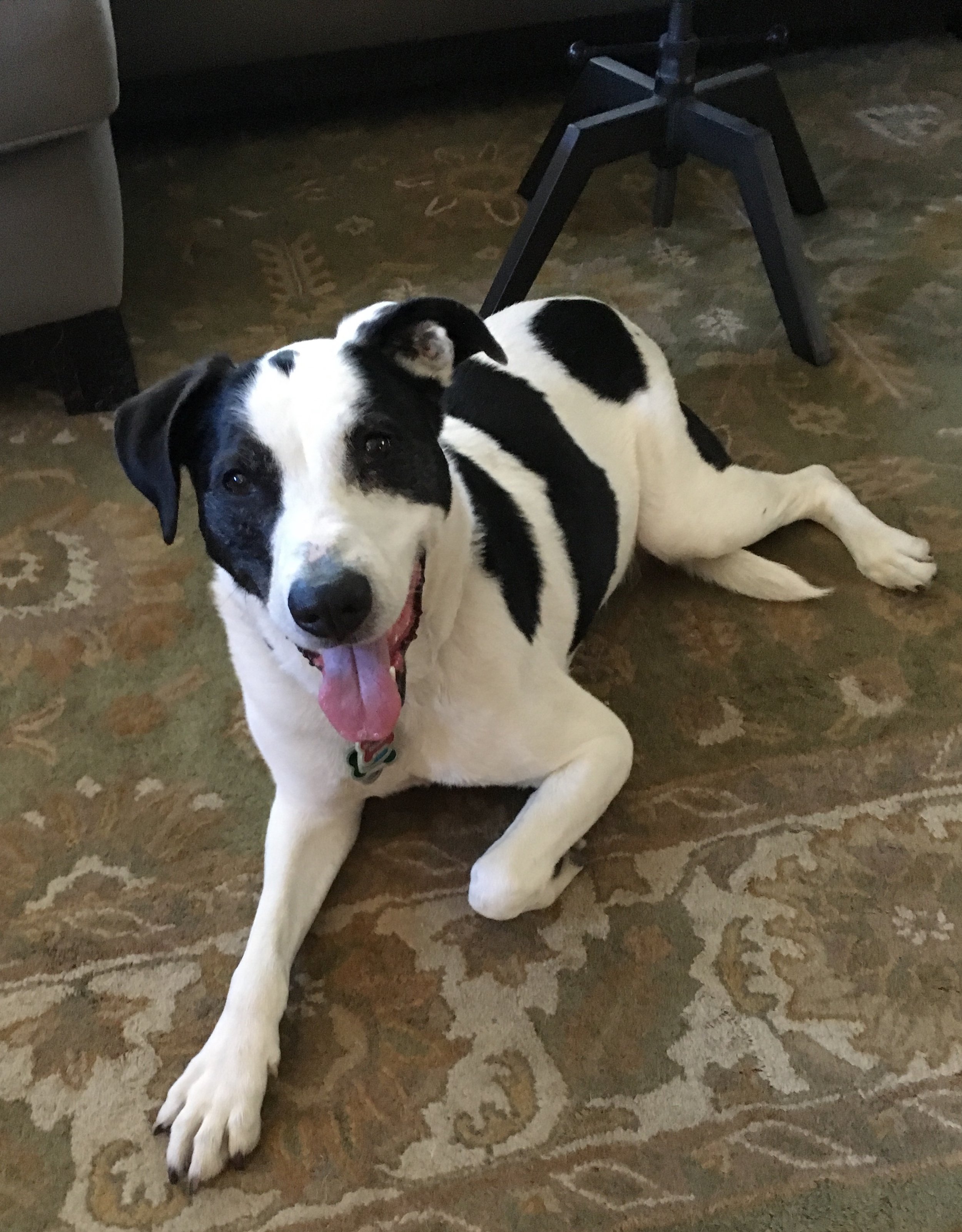 A black and white dog with a playful expression lying on an ornate carpet. The dog has a black patch over its left eye and a black spot on its side, with its tongue hanging out  in Oakland, CA.