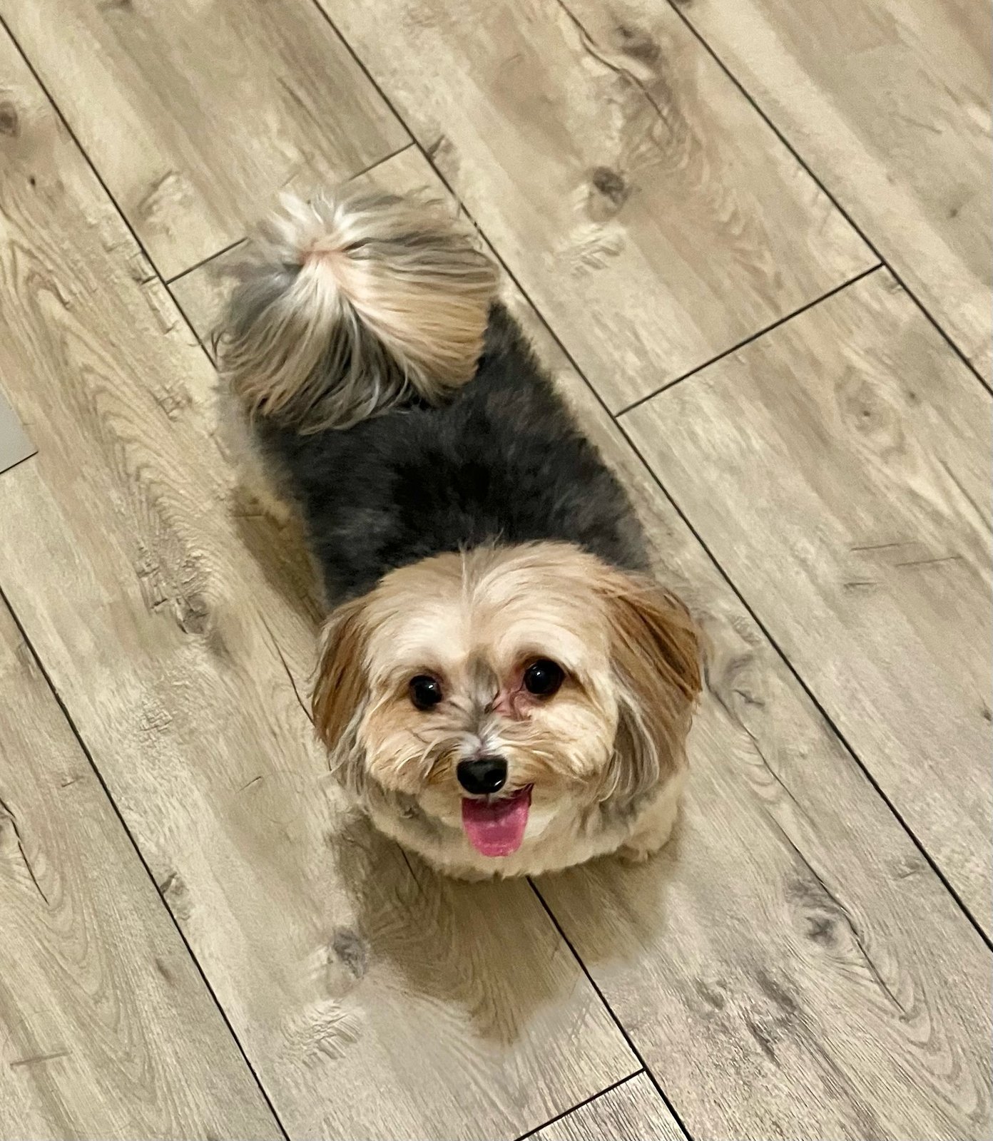 A small Yorkie mix dog with a tan and white face and a dark gray back stands on light wood-grain flooring, looking up with mouth open and tongue out.