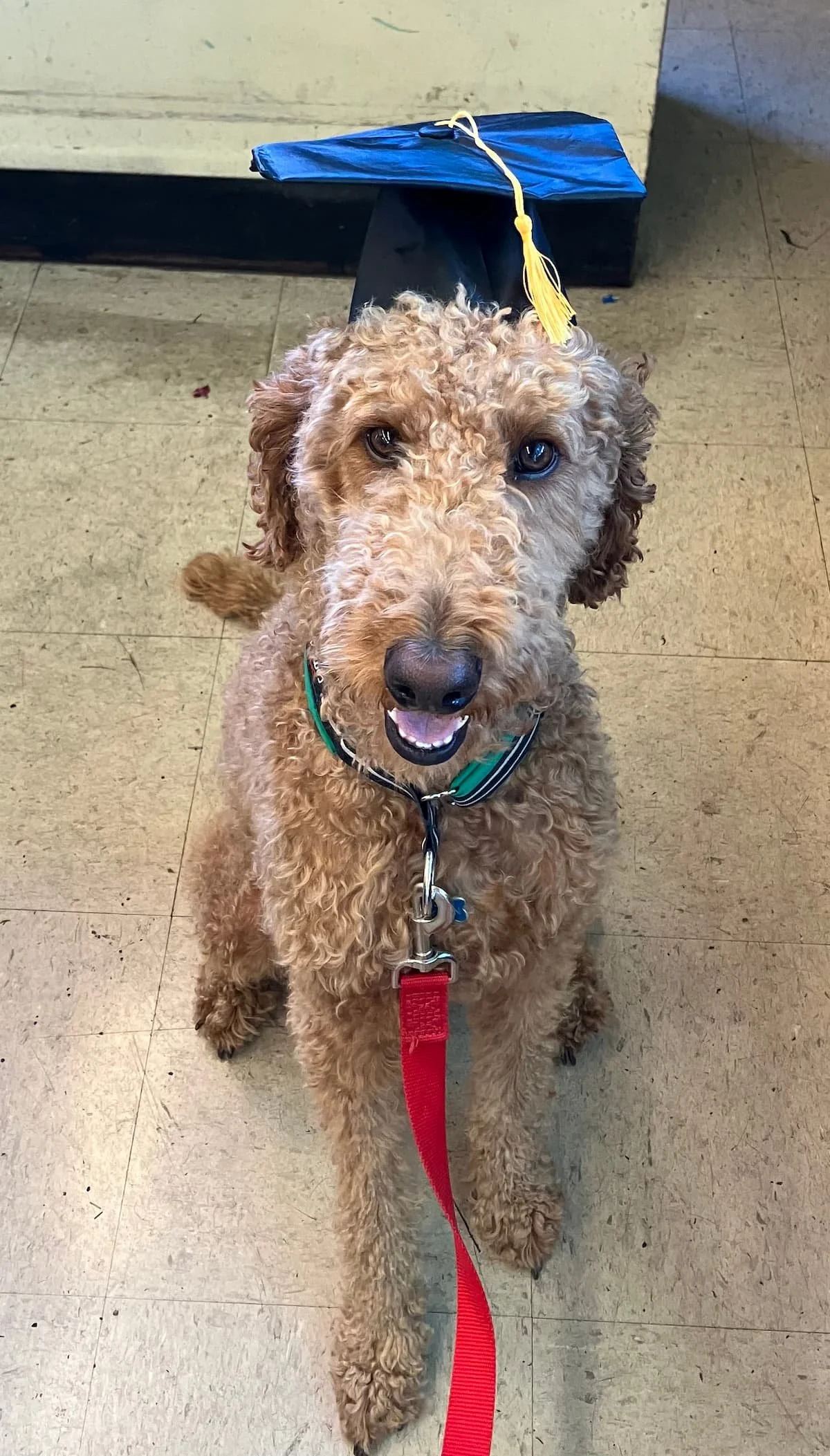 A cute curly-haired brown dog with one eye blue and one eye brown, wearing a collar and leash, sitting on a tile floor with a blue graduation cap resting on a black bench behind it in Oakland, CA.
