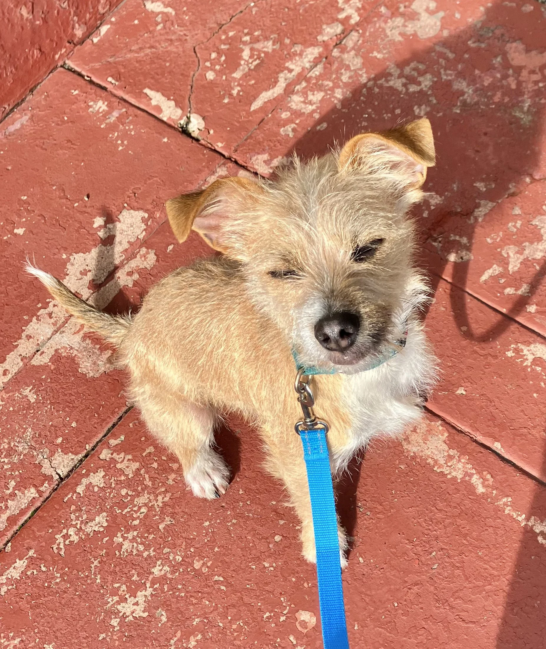 Small tan puppy with closed eyes, standing on a weathered red brick surface, wearing a blue collar with a leash attached in Oakland, CA.
