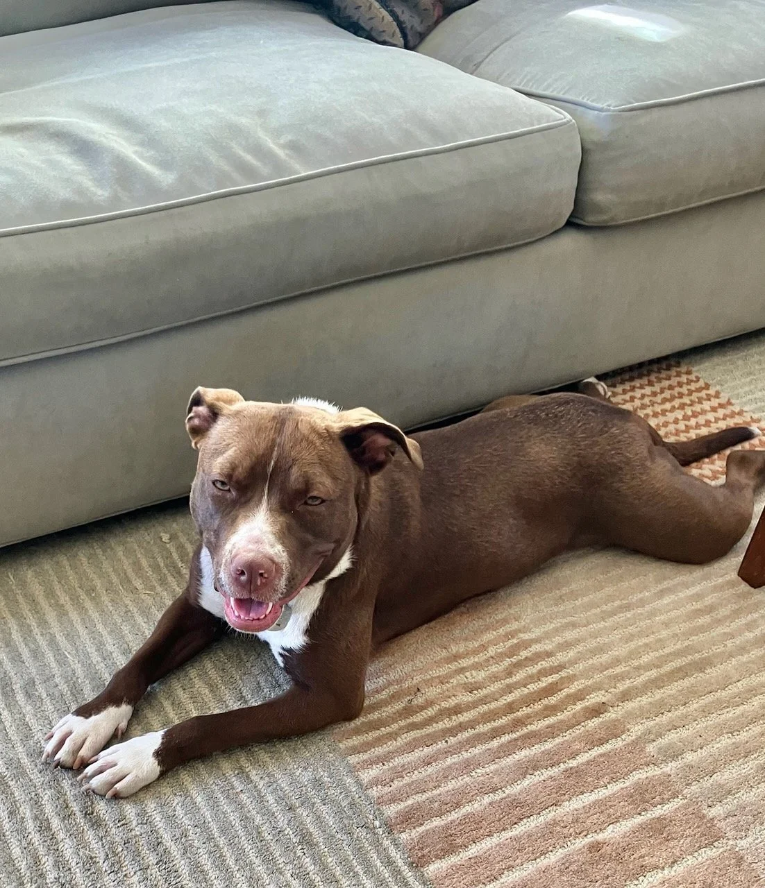 A brown and white dog lies stretched out on a striped rug in front of a gray sofa, mouth open in a relaxed, smiling expression.