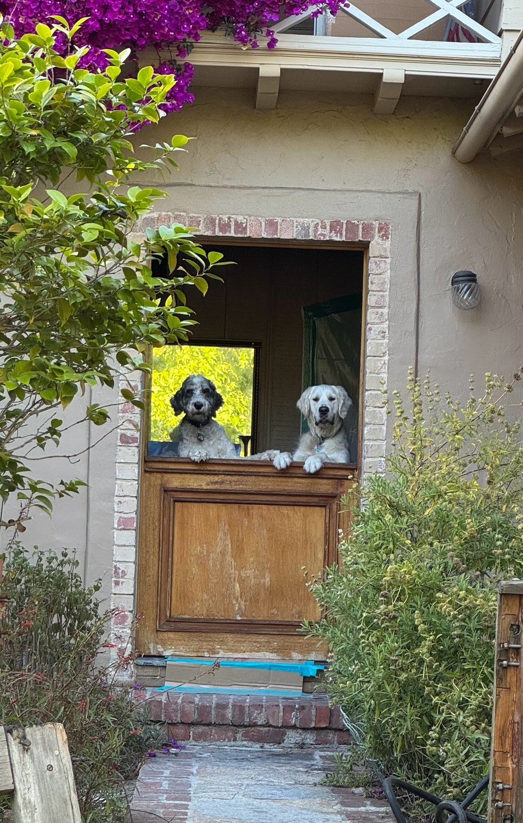 Two dogs, one gray curly-coated and one white and cream, rest their front paws on a wooden Dutch door and look out toward the camera, framed by purple bougainvillea and greenery.