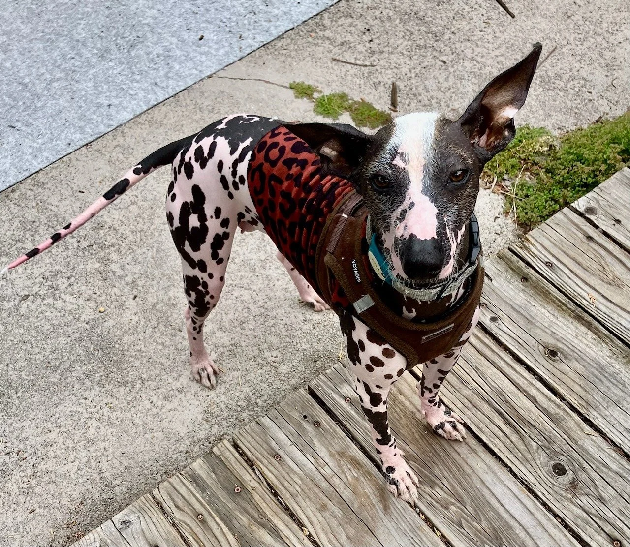 Roseta, a black-and-white dog, on a wooden deck during a training meet-and-greet in Oakland.