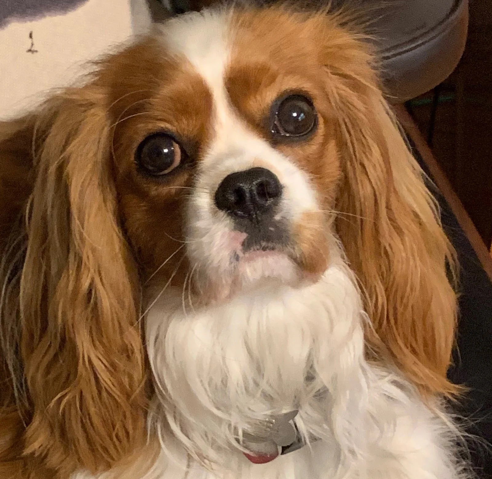 Close-up of a Cavalier King Charles Spaniel with chestnut-brown and white fur, large dark eyes, and a white collar, looking directly at the camera.