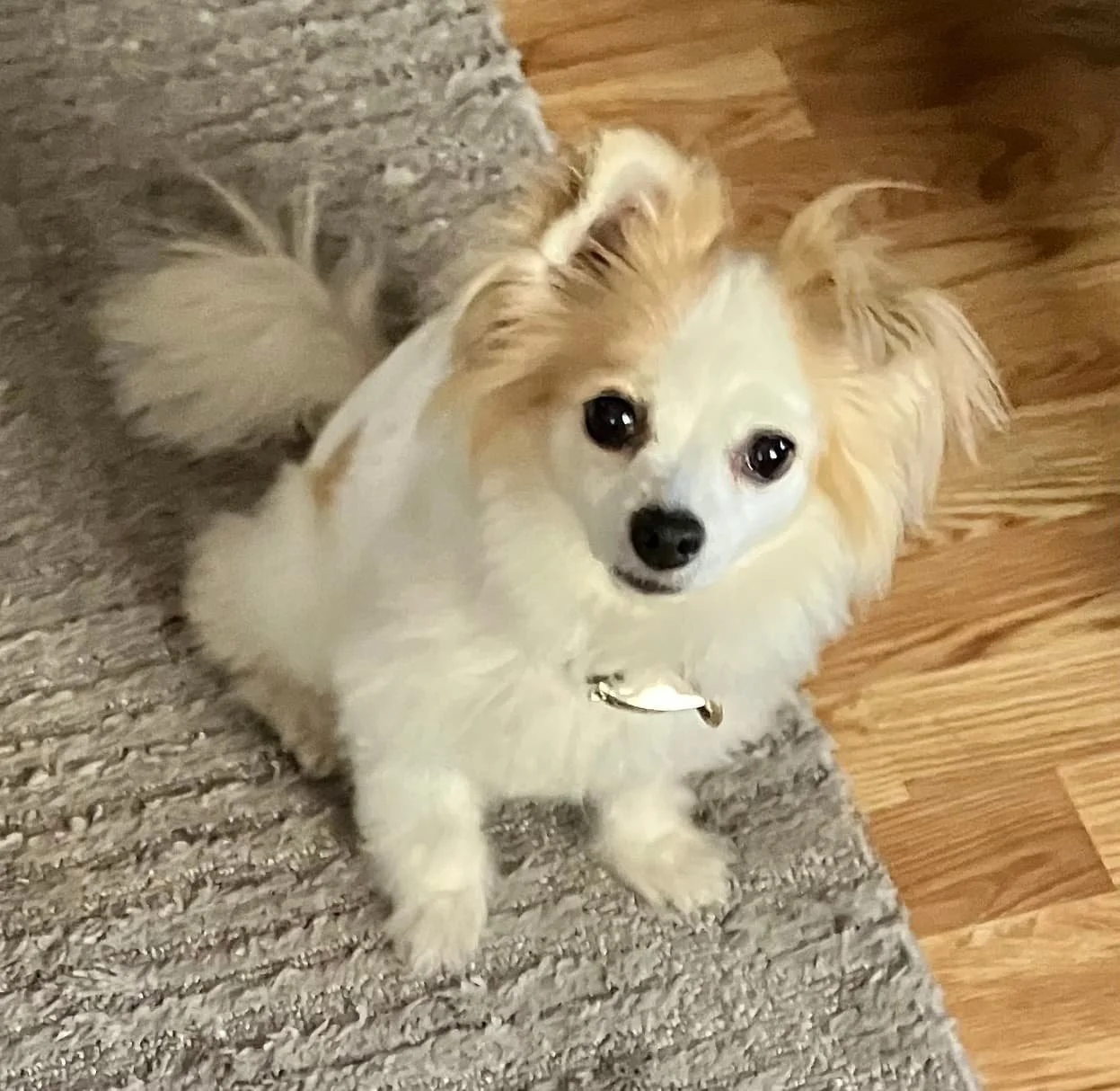 A small white dog with light brown markings on its ears and tail, sitting on a patterned gray rug on a wooden floor, looking up at the camera  in Oakland, CA.