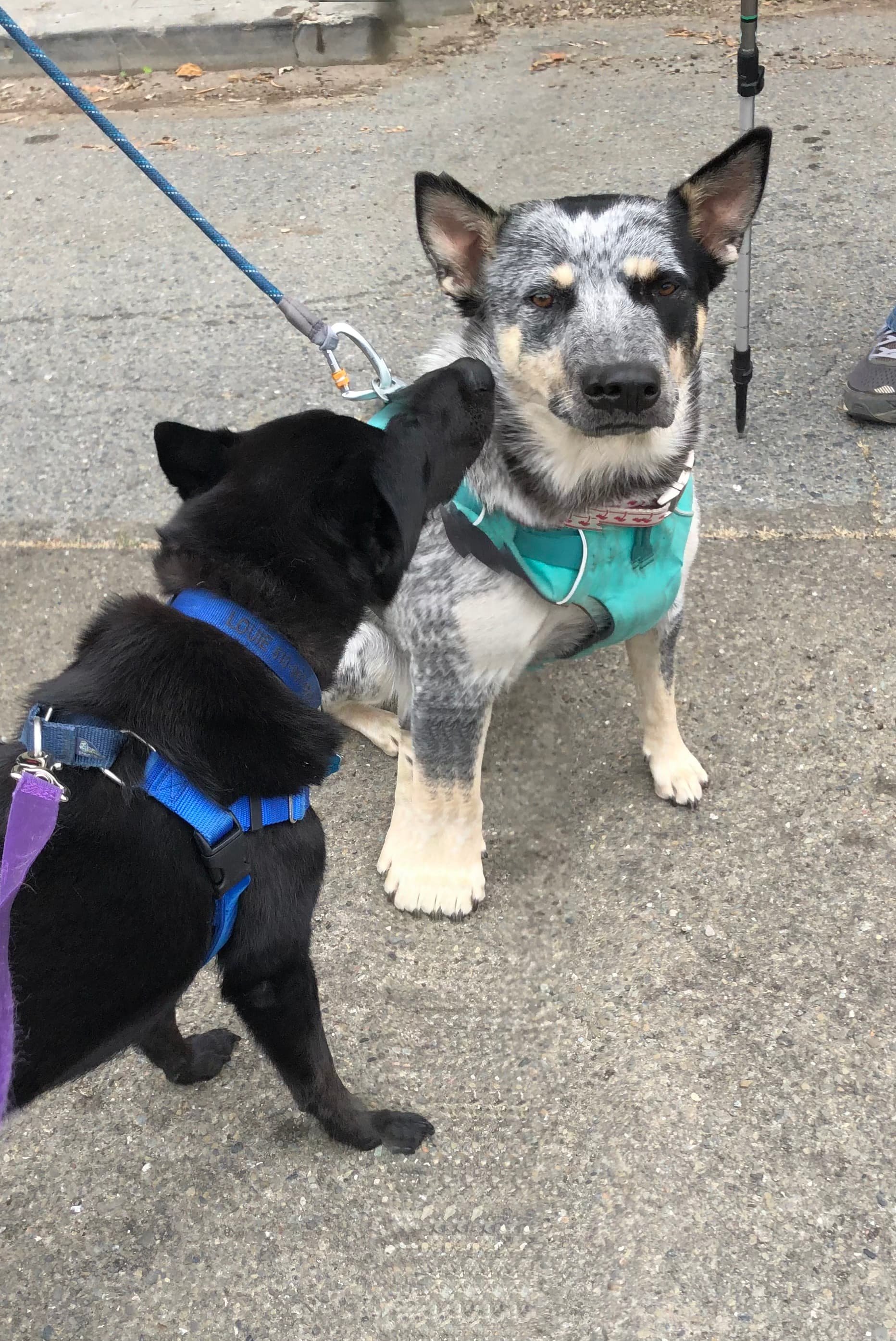 One black dog with a blue harness is licking the face of a large merle-colored dog with pointed ears, a teal vest, and a walking stick nearby, on a paved outdoor surface in Oakland, CA.