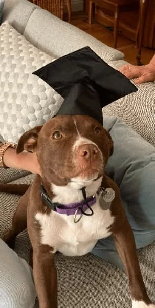 A dog sitting on a gray couch wearing a black graduation cap, with a person's hand gently touching its head in Oakland, CA.