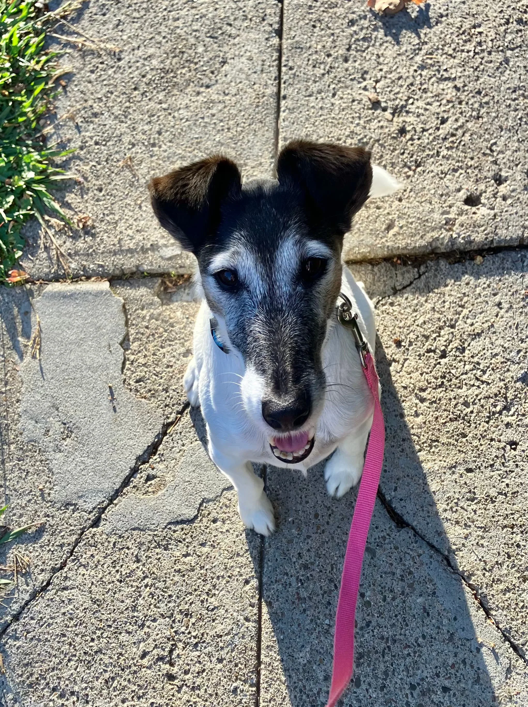 A small black and white dog with large ears, sitting on a concrete sidewalk, looking up at the camera with its tongue slightly out. The dog is on a pink leash  in Oakland, CA..