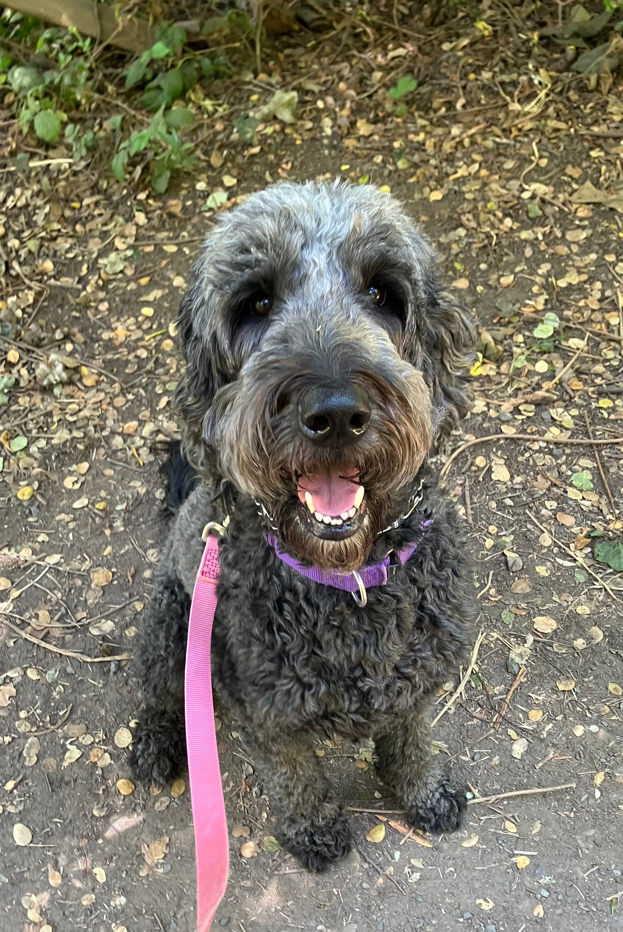 A happy black and gray curly-haired dog sitting outdoors on dirt with yellow leaves, wearing a purple collar and pink leash in Oakland, CA.