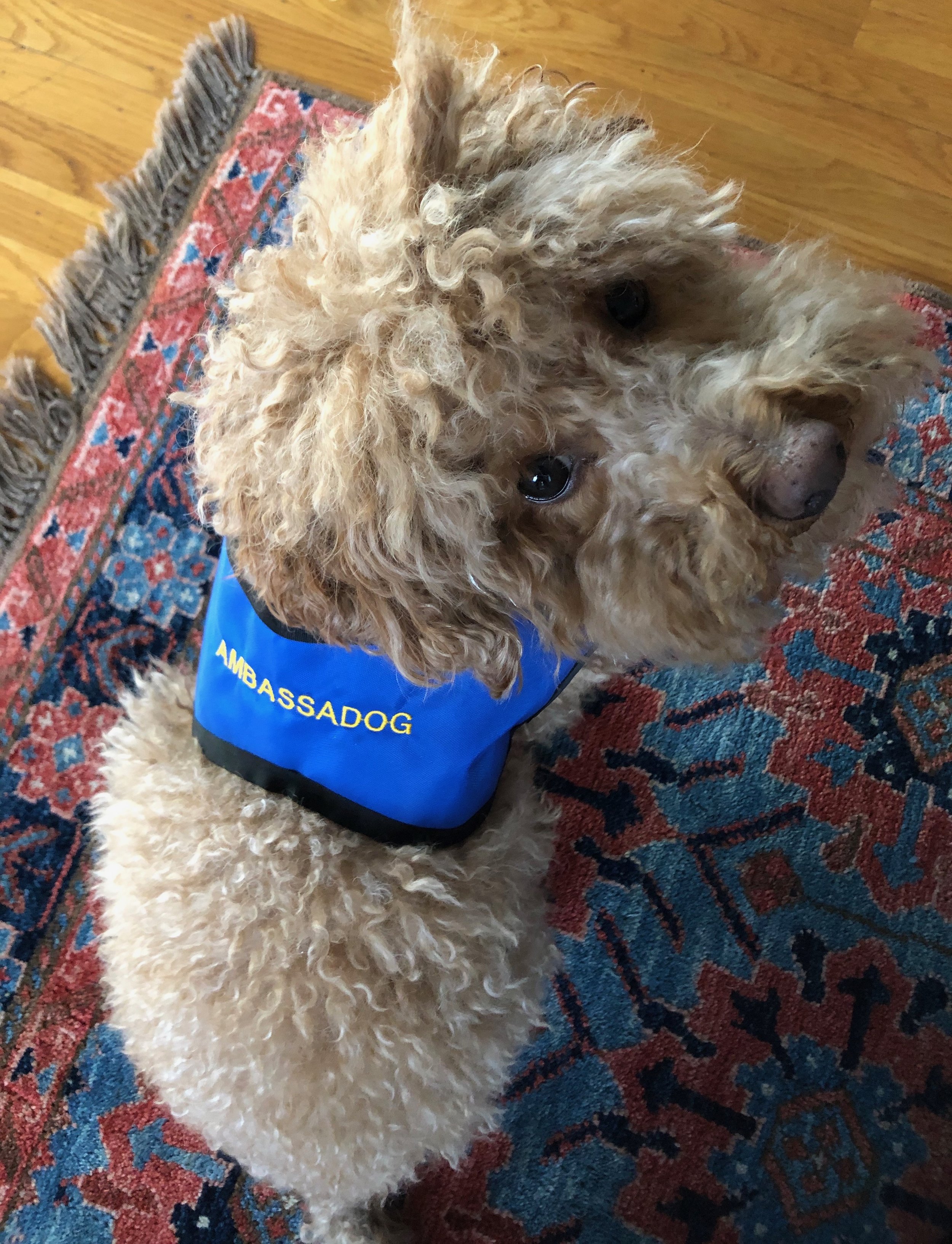 A curly-haired dog wearing a blue vest with yellow text reading "AMBASSADOG" on it, looking up on an oriental rug with a wood floor background  in Oakland, CA.