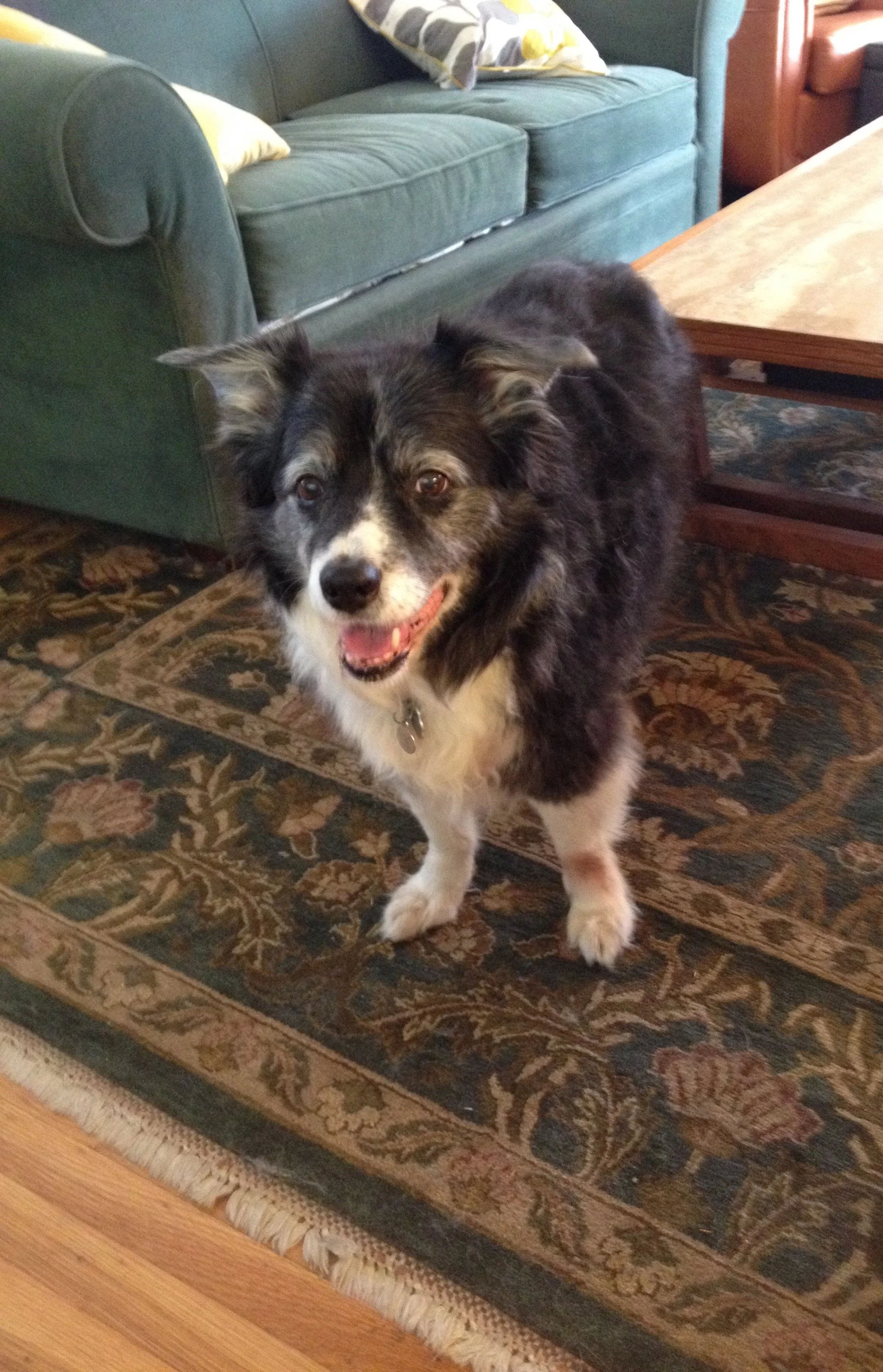 A black and white Australian Shepherd dog standing on a patterned rug in a living room, smiling with open mouth in Oakland, CA.