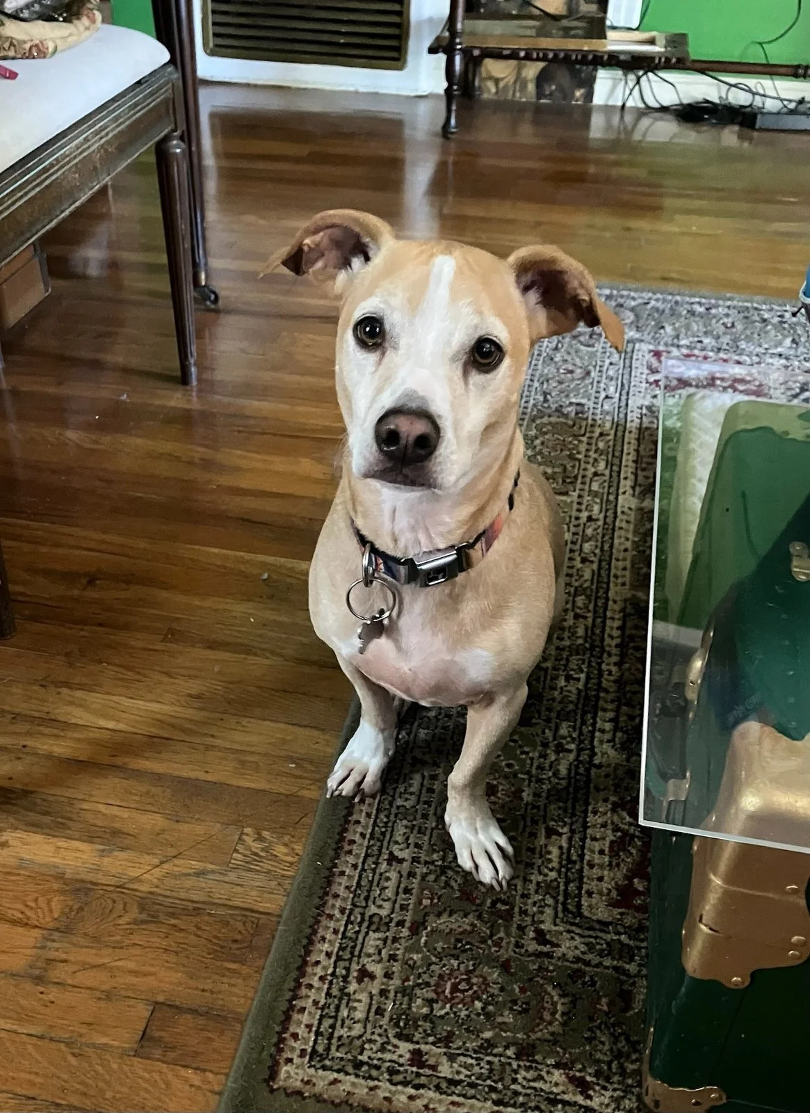 Enzo, a tan and white dog with large upright ears, sits on a patterned rug on a hardwood floor, wearing a collar with tags, looking directly at the camera.