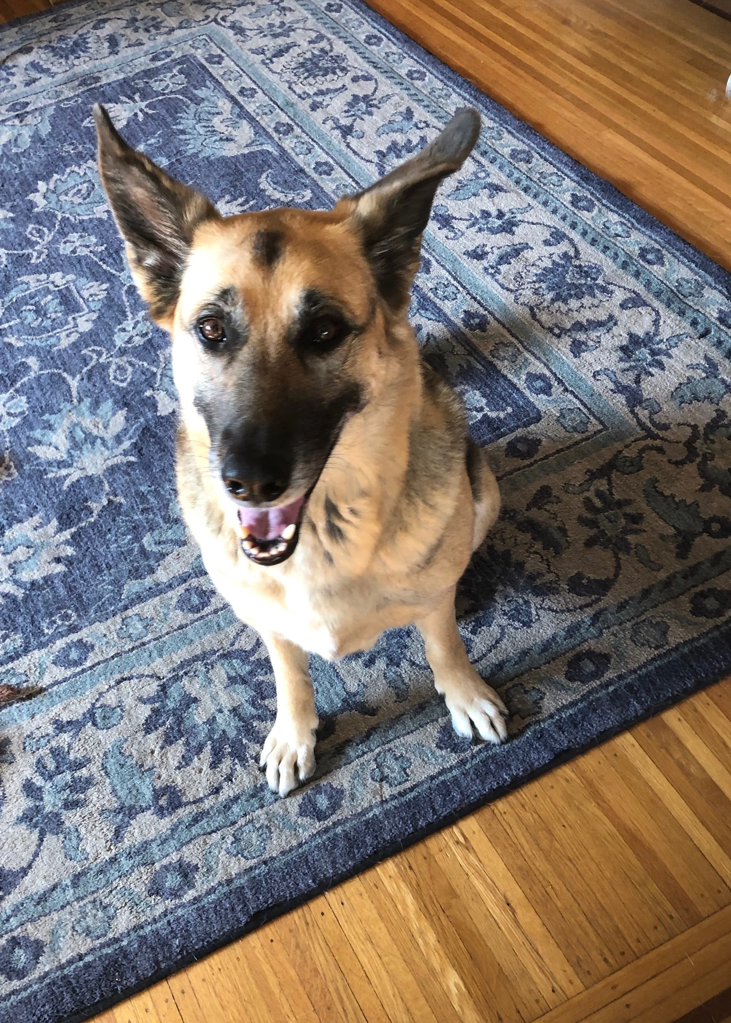 A happy dog with a tan and black coat, sitting on a patterned blue area rug on a wooden floor, looking up at the camera with an open mouth  in Oakland, CA.