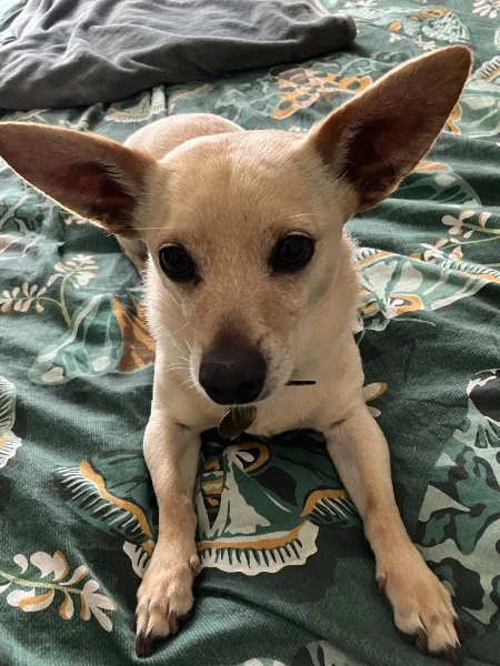 A small tan dog with large ears sitting on a patterned bedspread  in Oakland, CA.