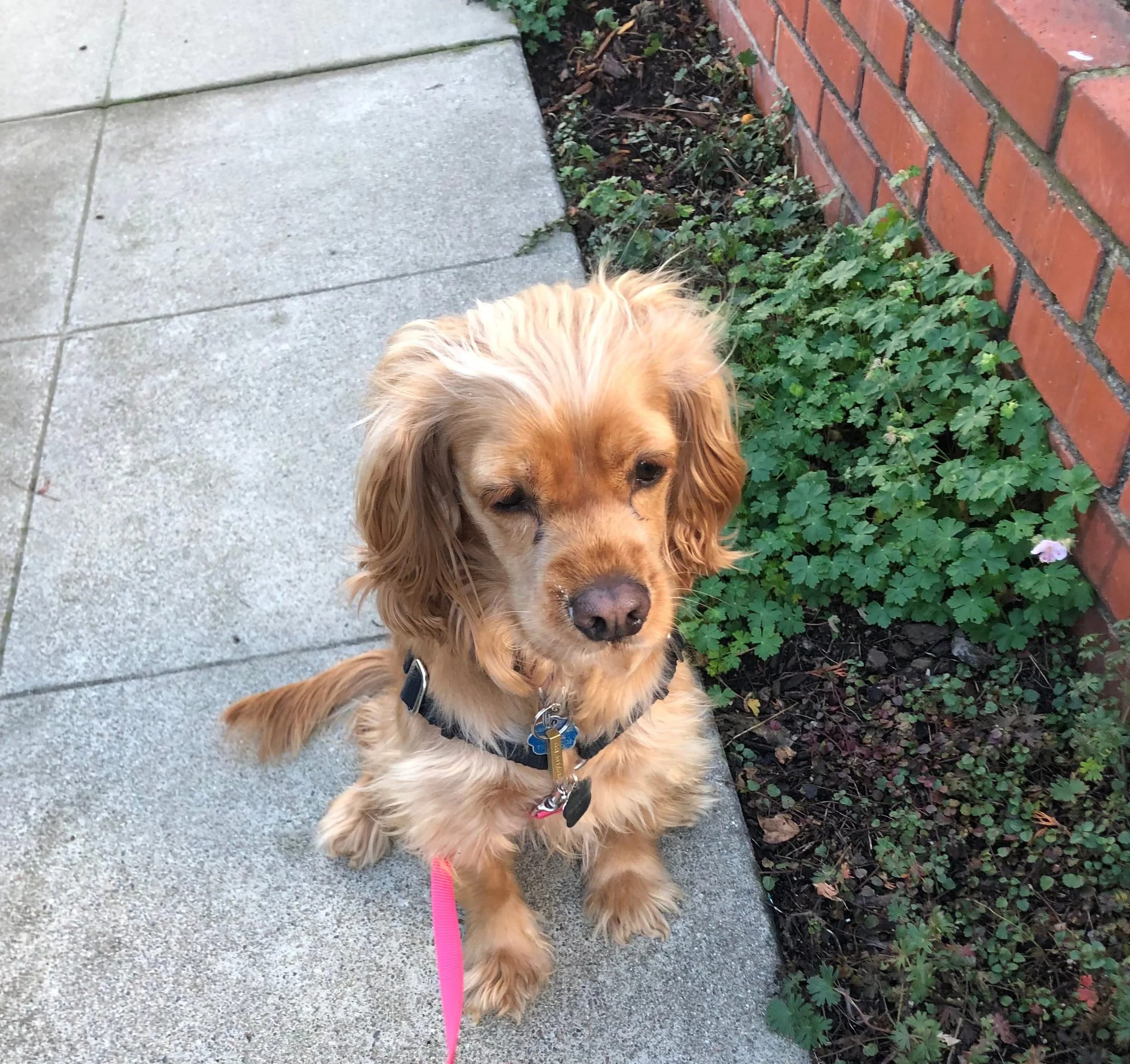 A golden cocker spaniel sitting on a sidewalk next to some green plants and a brick wall, wearing a black collar with tags and a pink leash  in Oakland, CA.