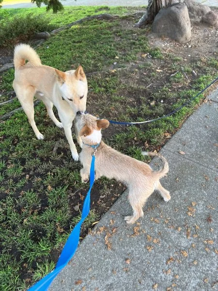 Two dogs, one large and one small, sniffing each other on a leash in a park with grass, trees, and a sidewalk  in Oakland, CA.