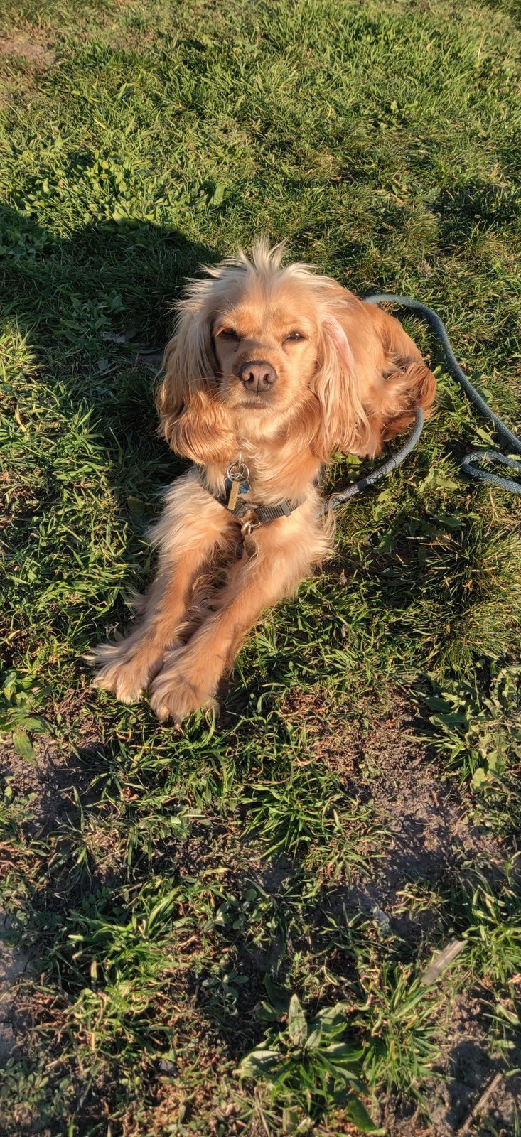 Luna, a golden-coated Cavalier-type dog with long ears, lies relaxed on green grass, wearing a leash clipped to her collar.