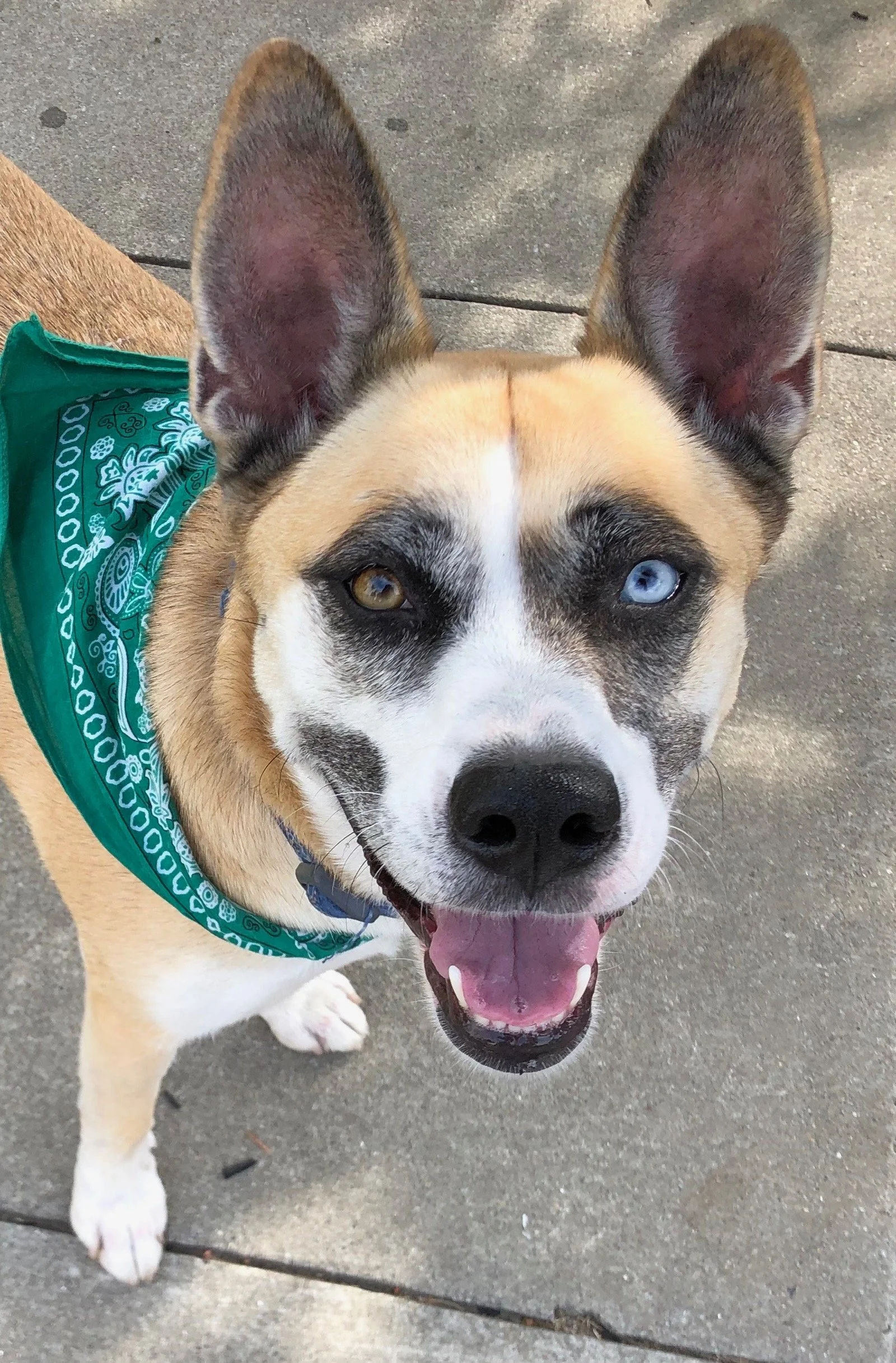 Close-up of a happy dog with heterochromatic eyes, one amber and one blue, wearing a green bandana, on a concrete surface  in Oakland, CA.