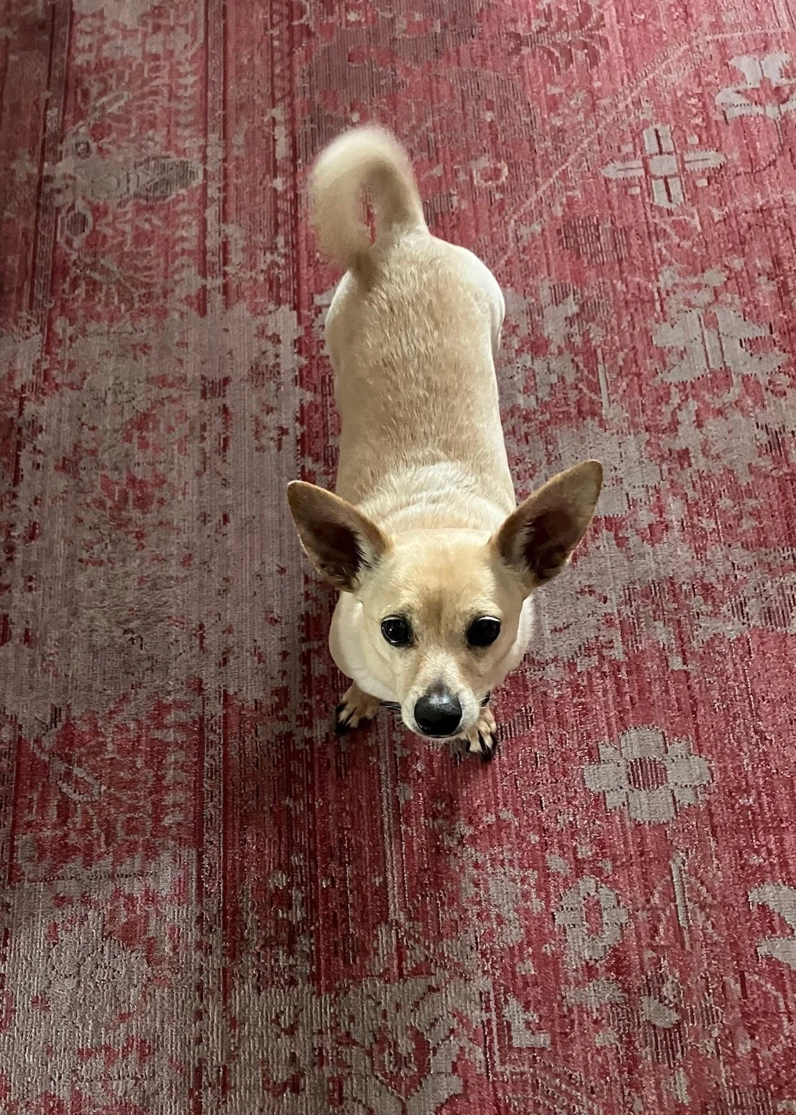 A small cream-colored Chihuahua stands on a red patterned rug, ears up and tail curled over its back, looking up at the camera.