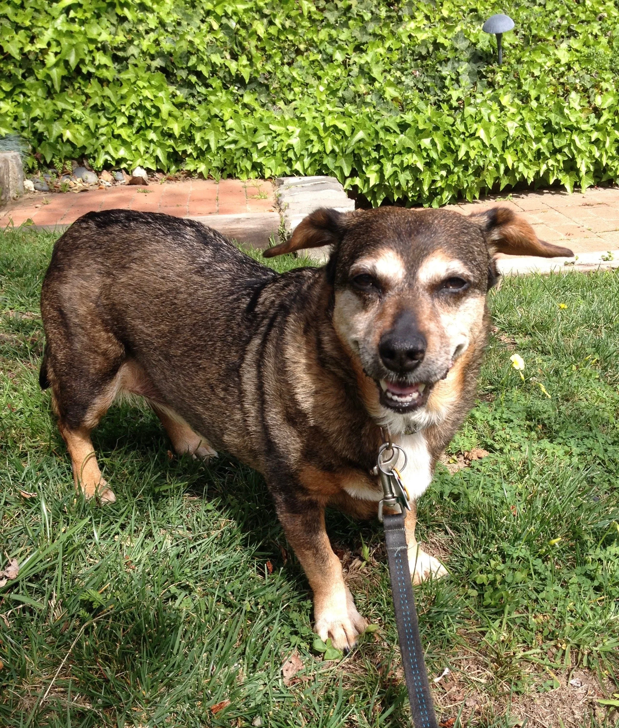 Close-up of a smiling small brown and black dog standing on green grass in a yard with ivy-covered wall and brick walkway in the background in Oakland, CA.