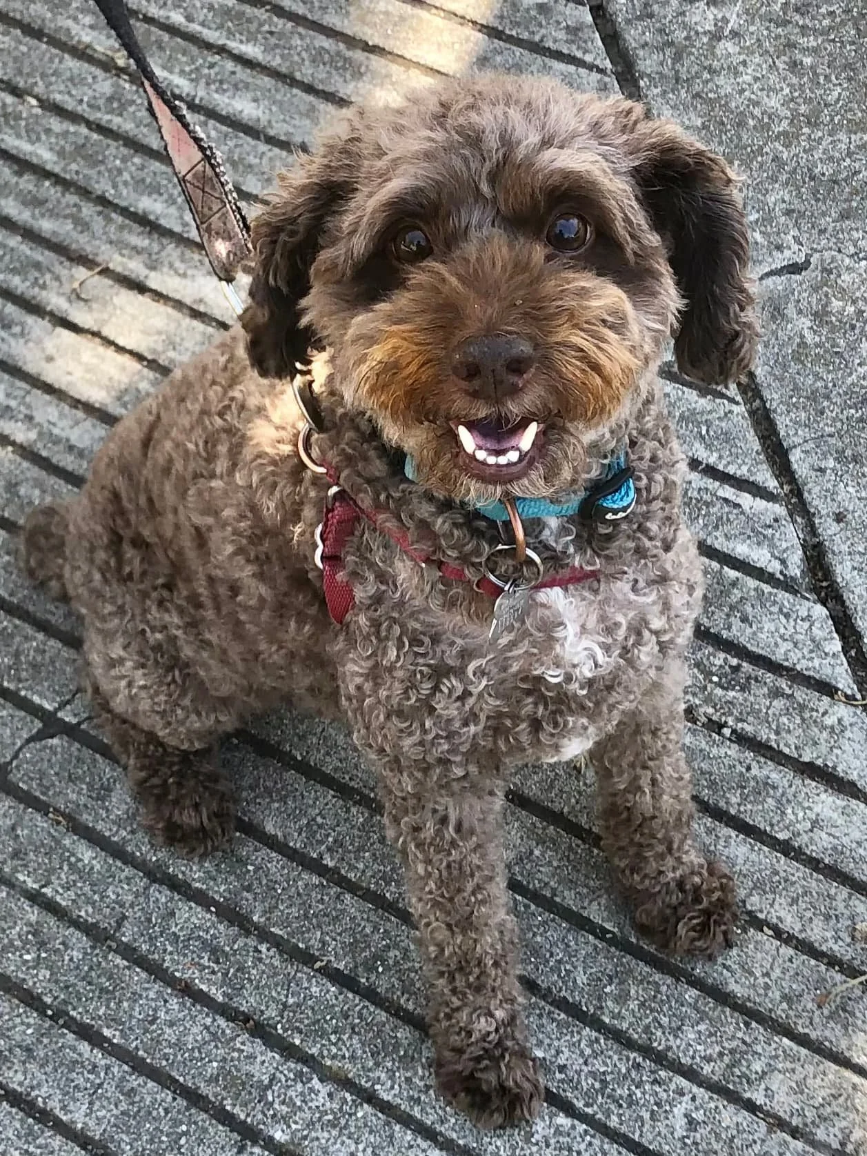 A happy curly-haired brown dog sitting on a wooden boardwalk, looking up at the camera with a smile in Oakland, CA.