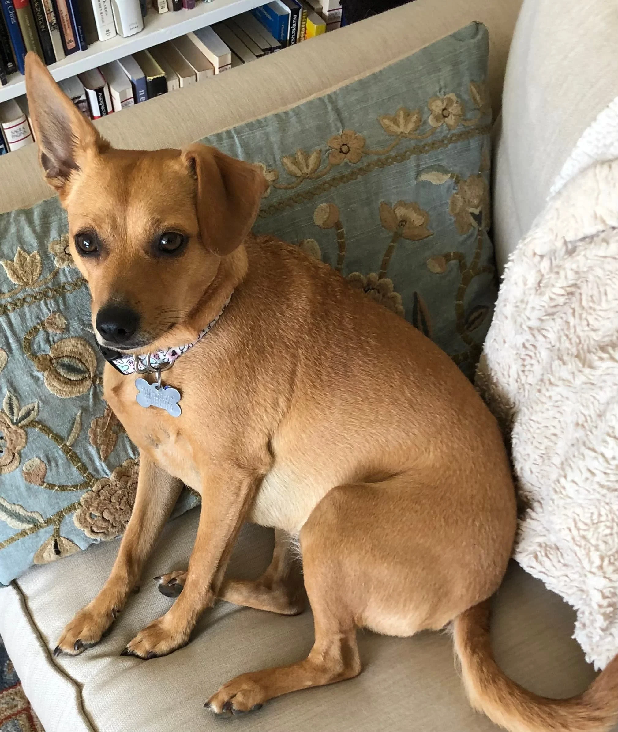 A small brown dog with a collar sitting on a beige couch next to patterned pillows and a bookshelf in Oakland, CA.