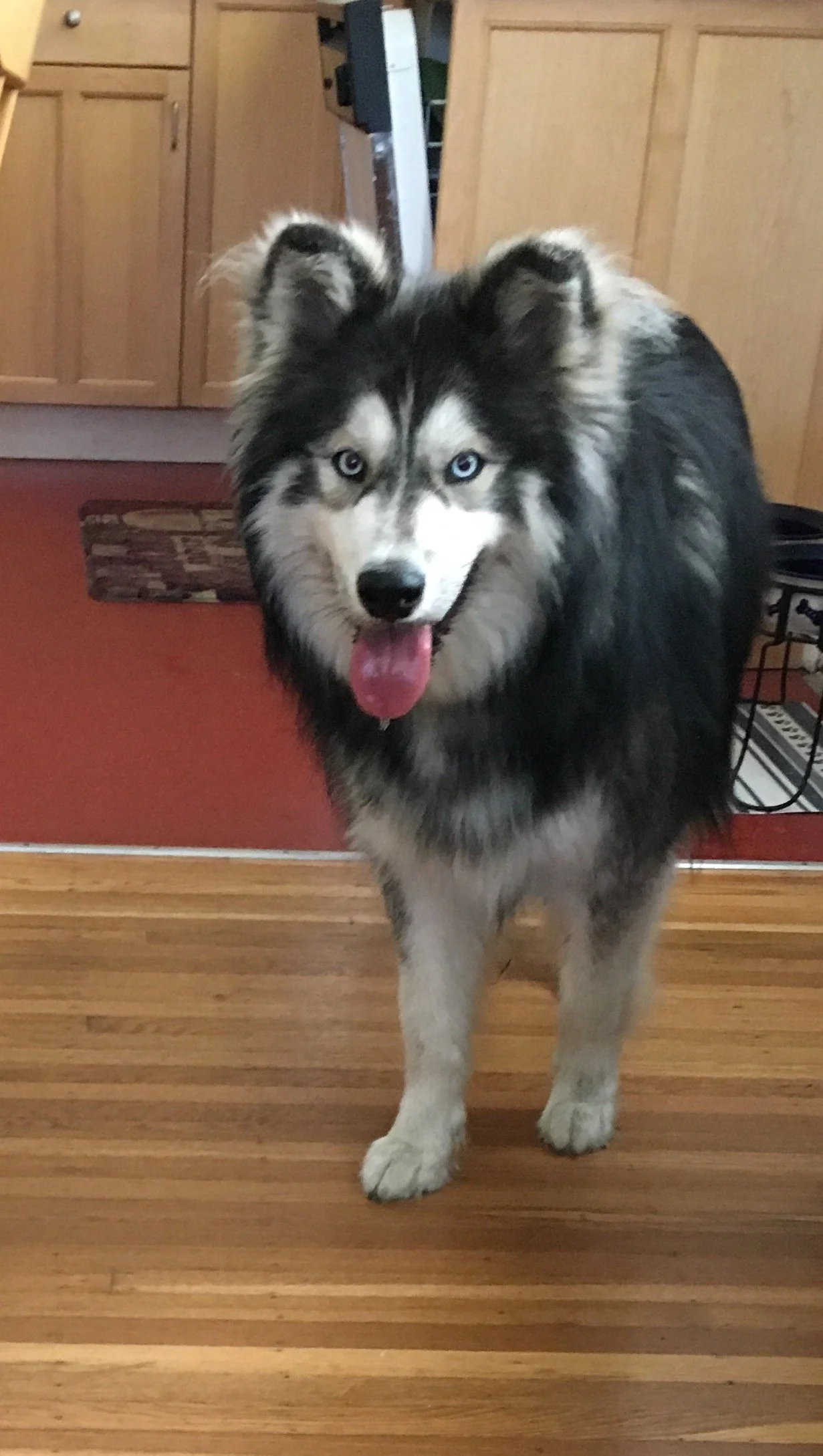 A husky dog with blue eyes, black and white fur, standing on a wooden floor indoors, with its tongue out  in Oakland, CA.