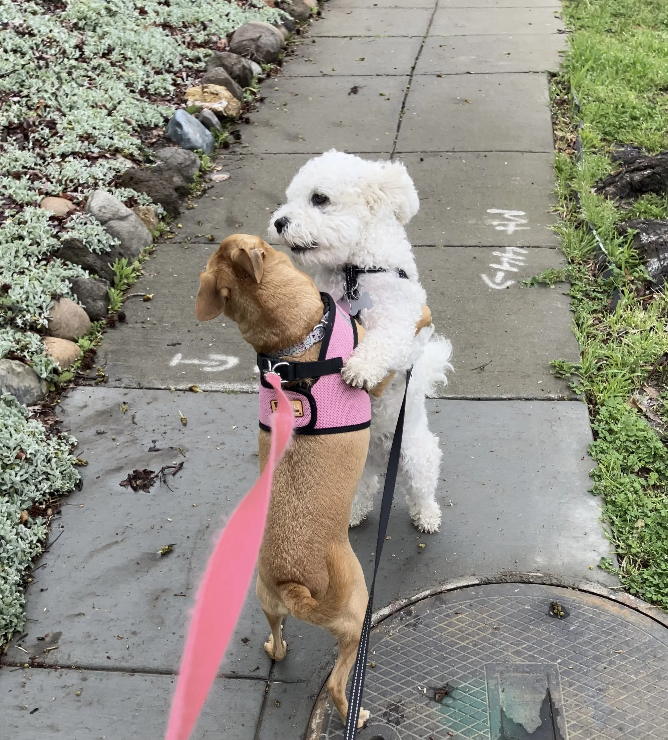 Two dogs, one white fluffy and one brown, hugging on a sidewalk  in Oakland, CA.