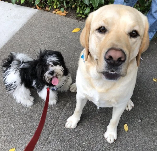 A small black and white dog with a red leash and a yellow Labrador Retriever sitting on a sidewalk with some fallen leaves and greenery in the background  in Oakland, CA.