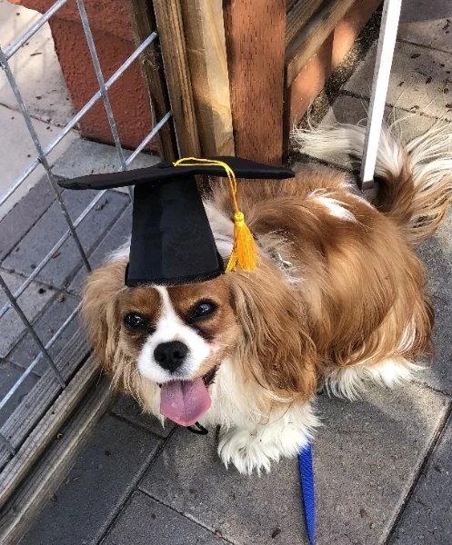 A small dog wearing a black graduation cap with a yellow tassel, standing outdoors on a gray paved surface near a metal fence in Oakland, CA.