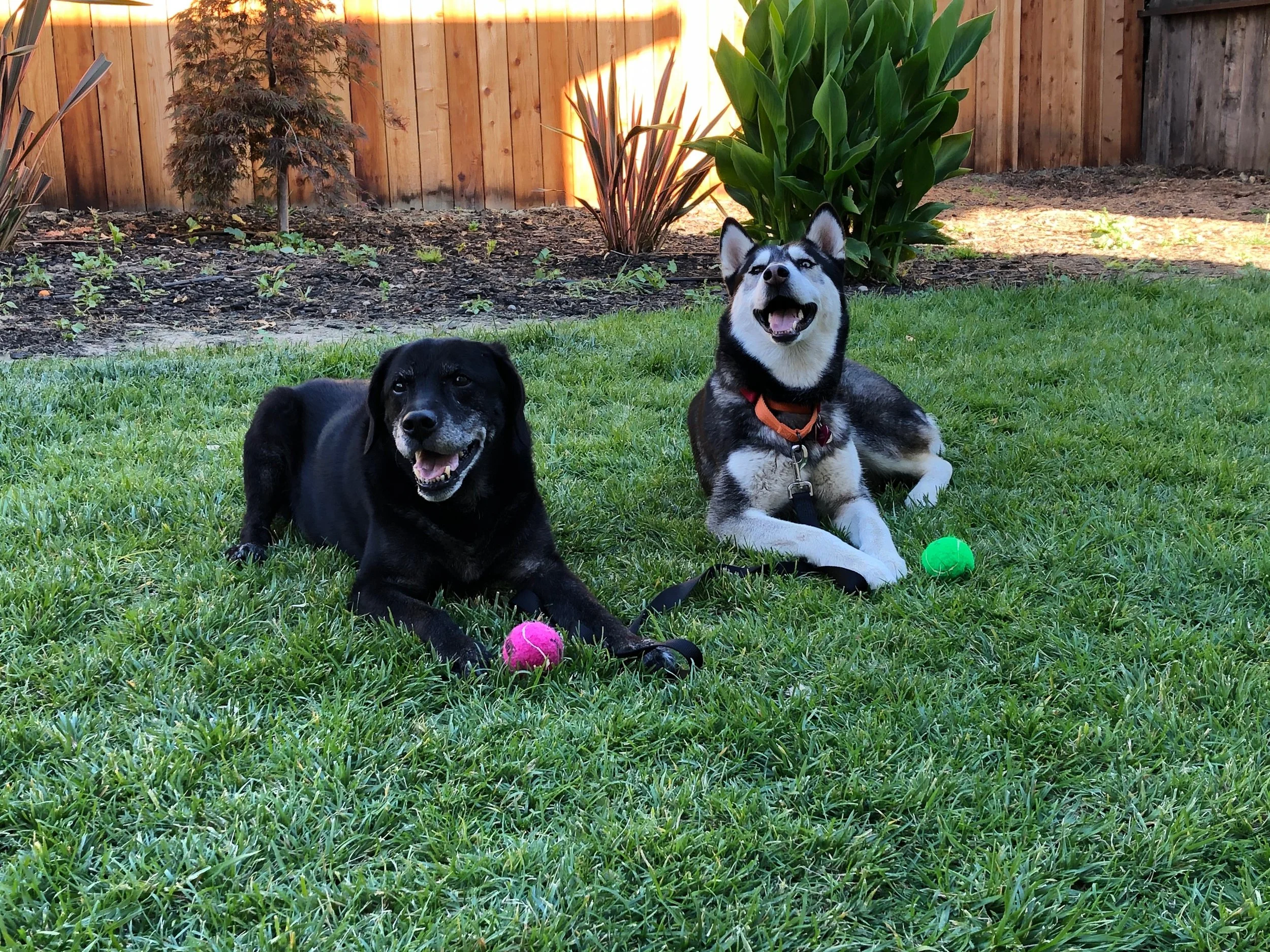 Two dogs lying on grass in backyard with colorful tennis balls in front of them, wooden fence and plants in background  in Oakland, CA.