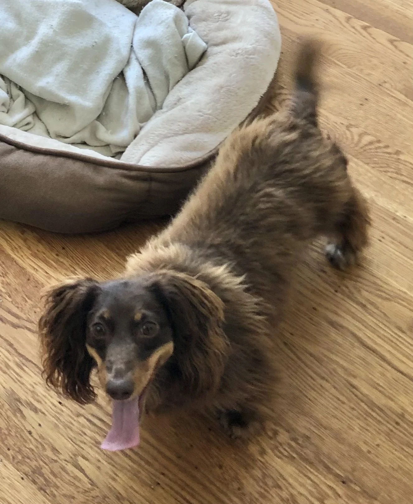 A long-haired dachshund with a brown and black coat standing on a wooden floor, looking up with its tongue out near a dog bed with a blanket inside  in Oakland, CA.