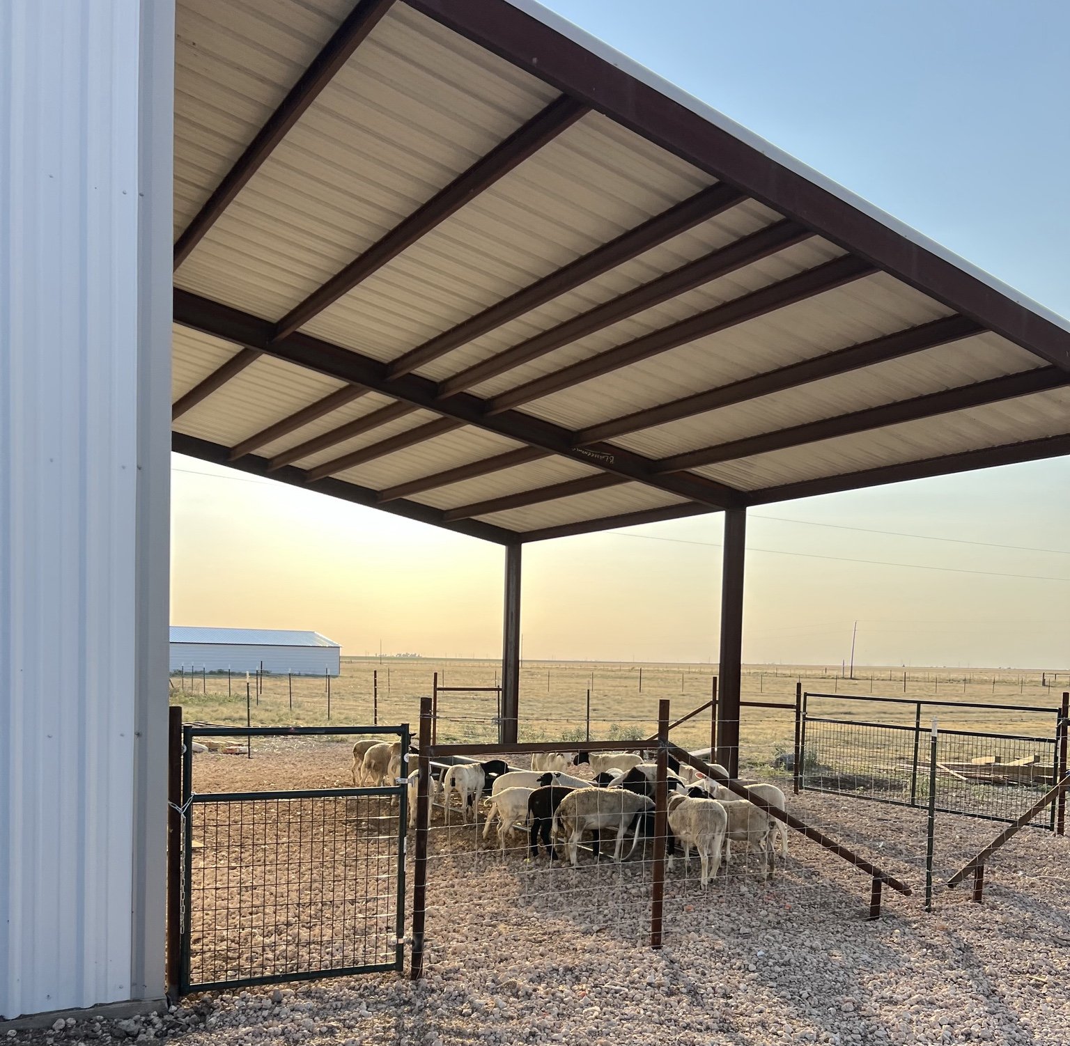 Metal livestock shelter with a paneled roof and fenced sheep pens.