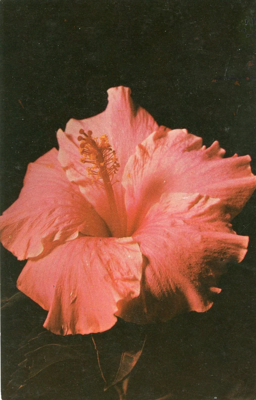 A close-up photograph of a pink hibiscus flower against a dark background.