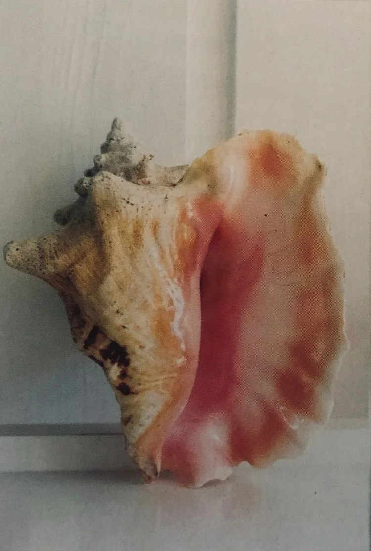 Close-up of a large seashell with a pink interior resting on a white surface against a light-colored wall.