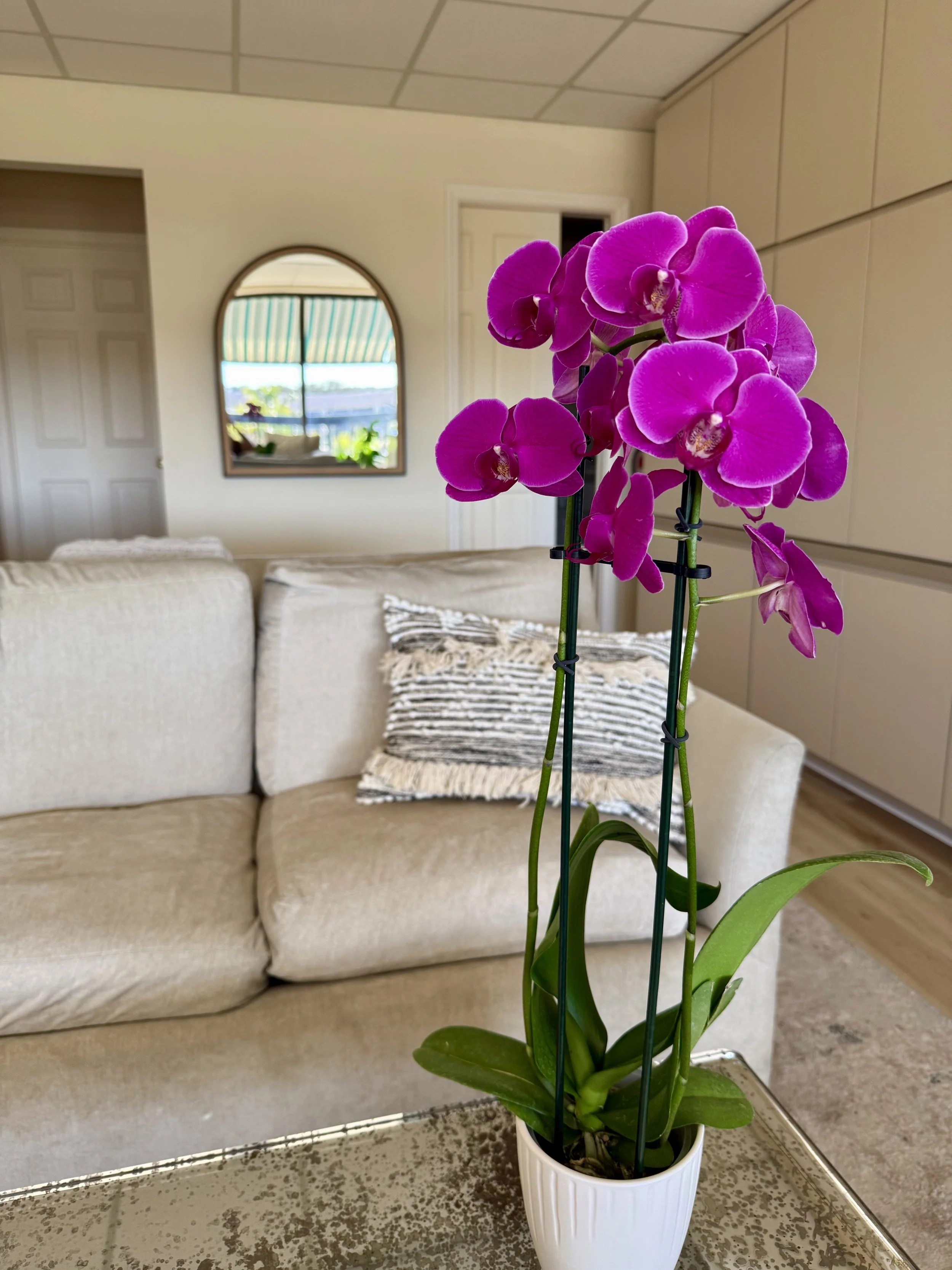 A potted purple orchid plant on a table in a living room, with a beige couch, a blanket, a mirror, and some windows in the background.