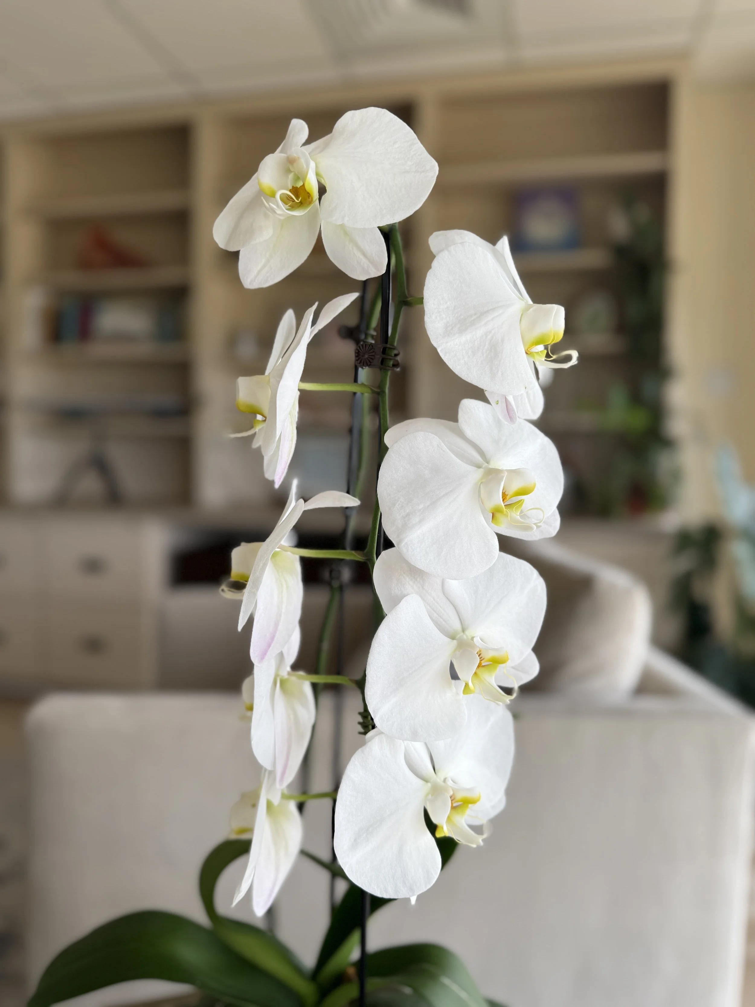 White orchid with multiple blooms on a tall stem, set against a blurred indoor background.